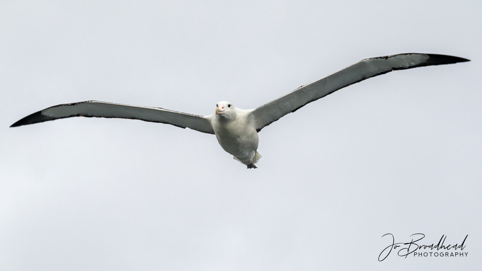 Albatross