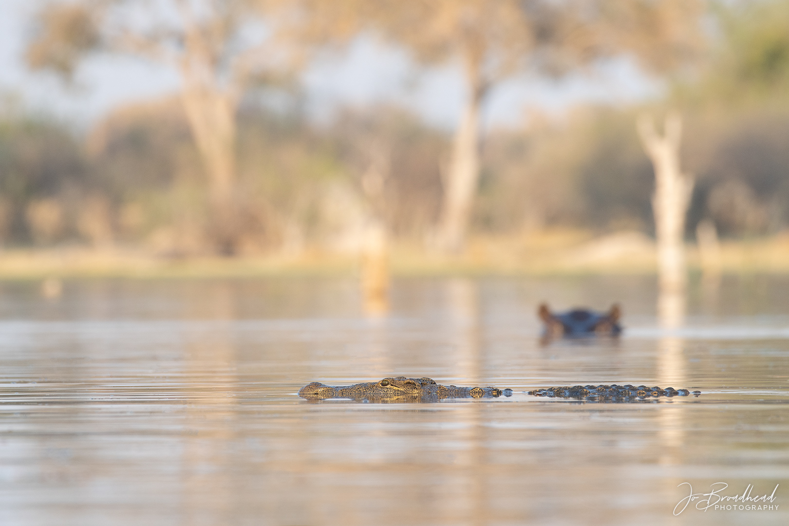 Croc Coming Through - Botswana