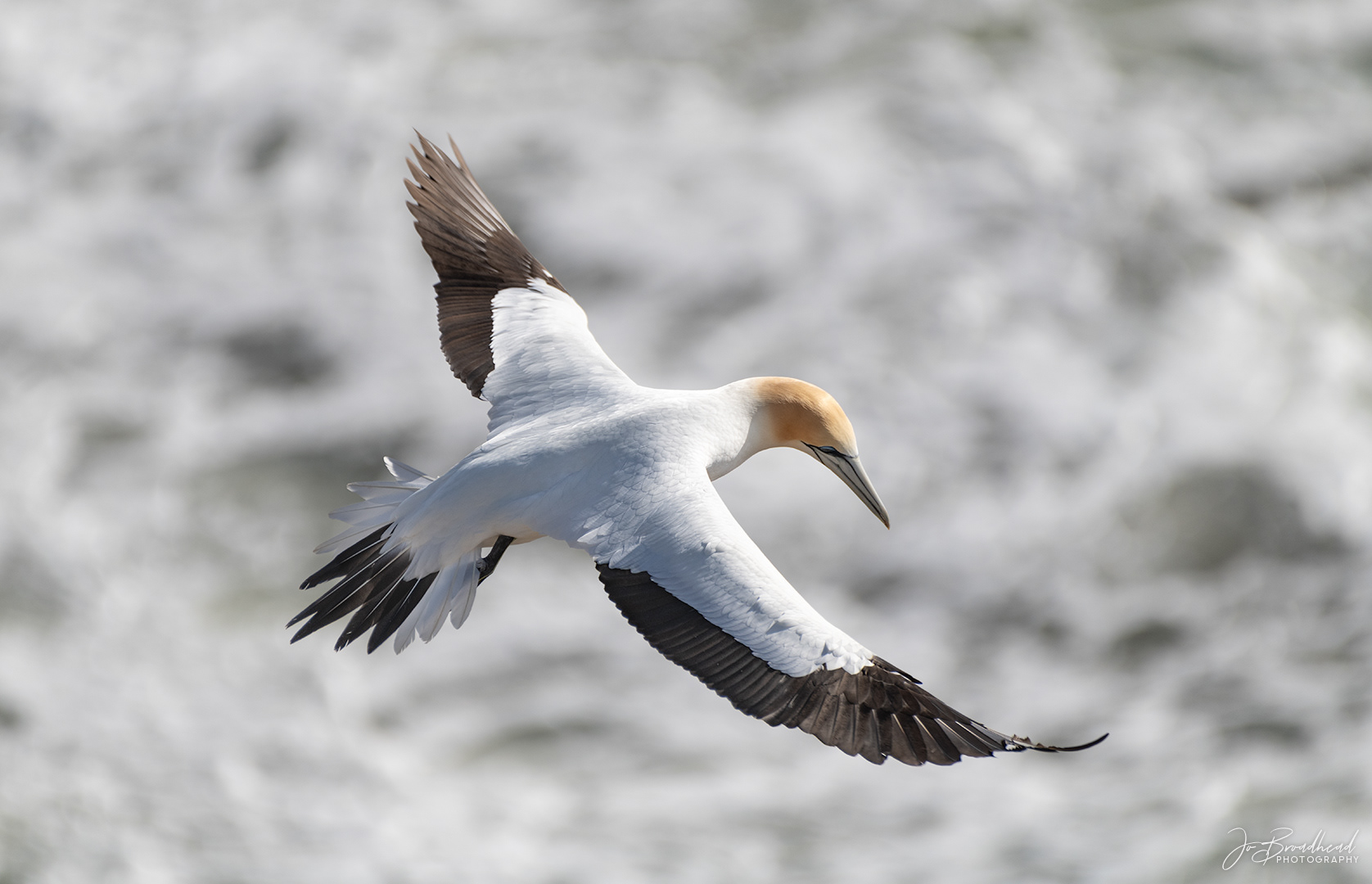 Gannet