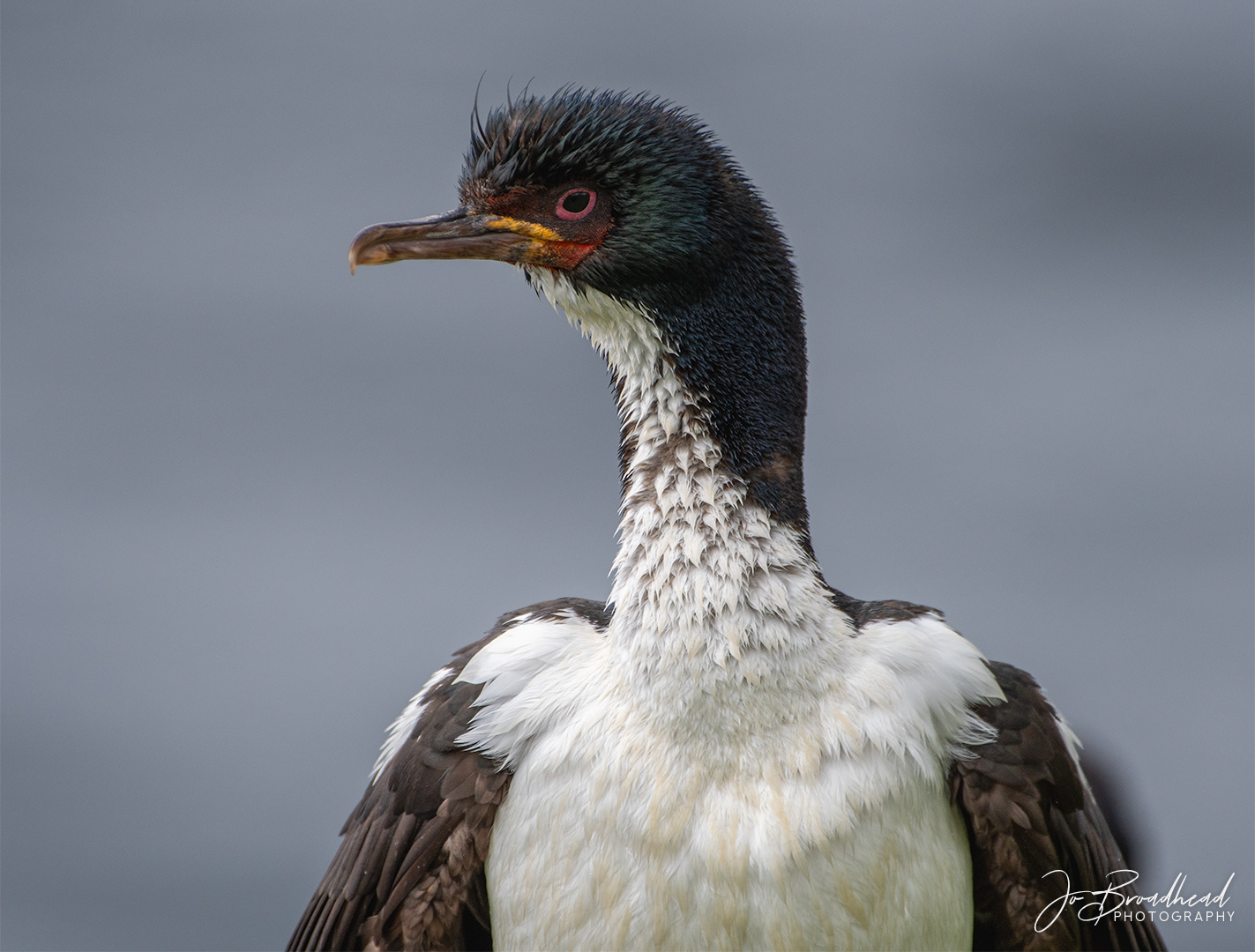 Auckland Is Shag - Sub Antarctic Is