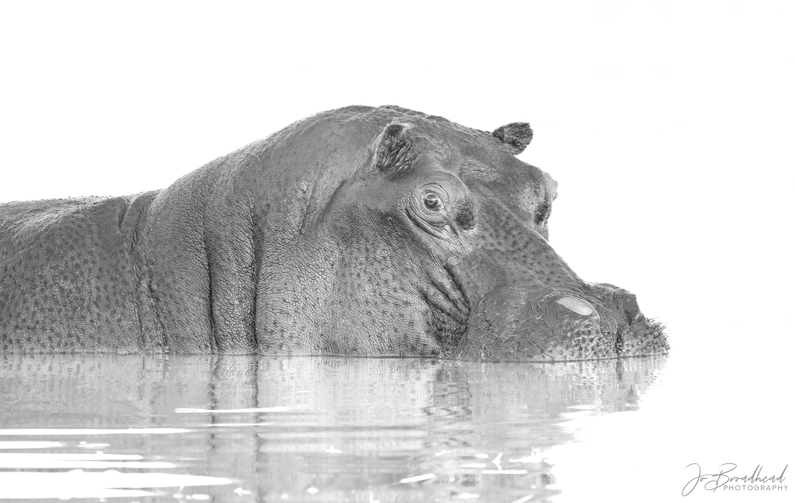 Hippo - Botswana