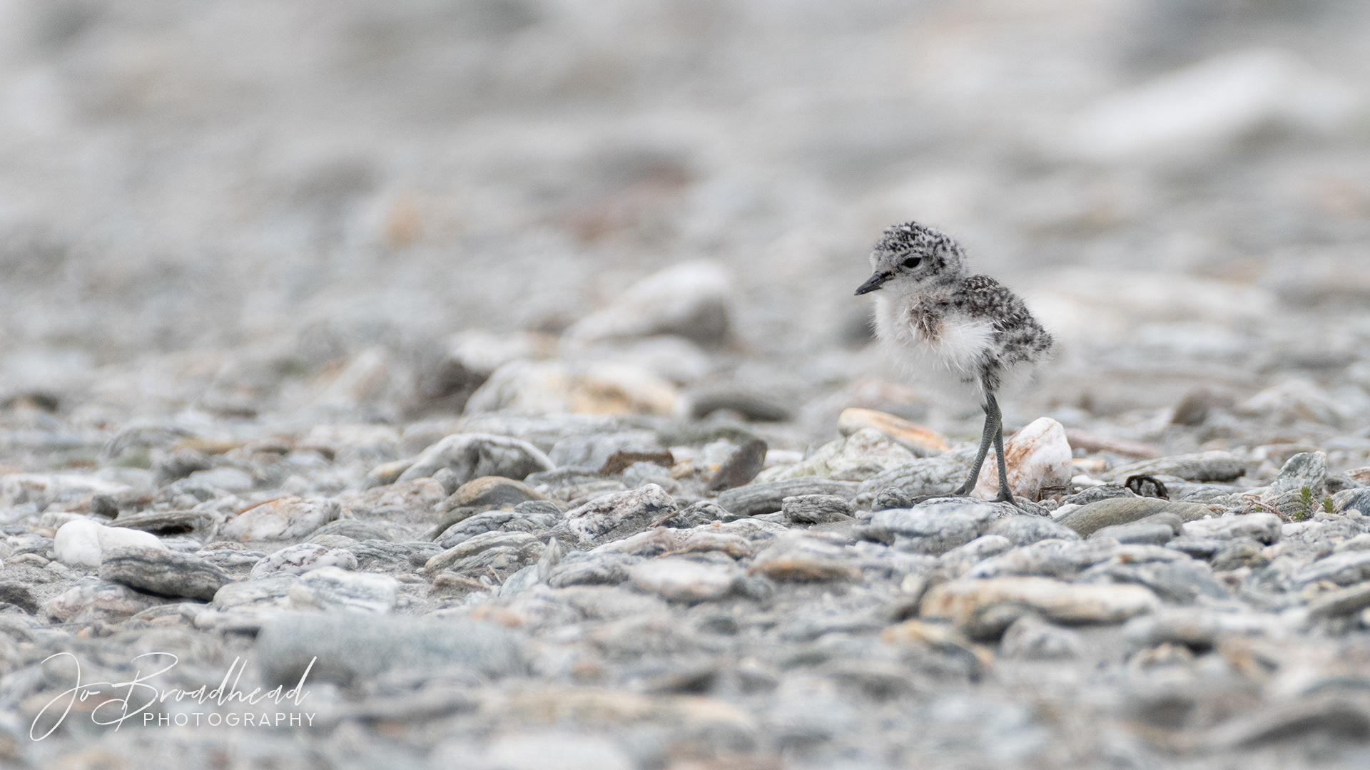 Banded Dotteral Chick - Central Otago 