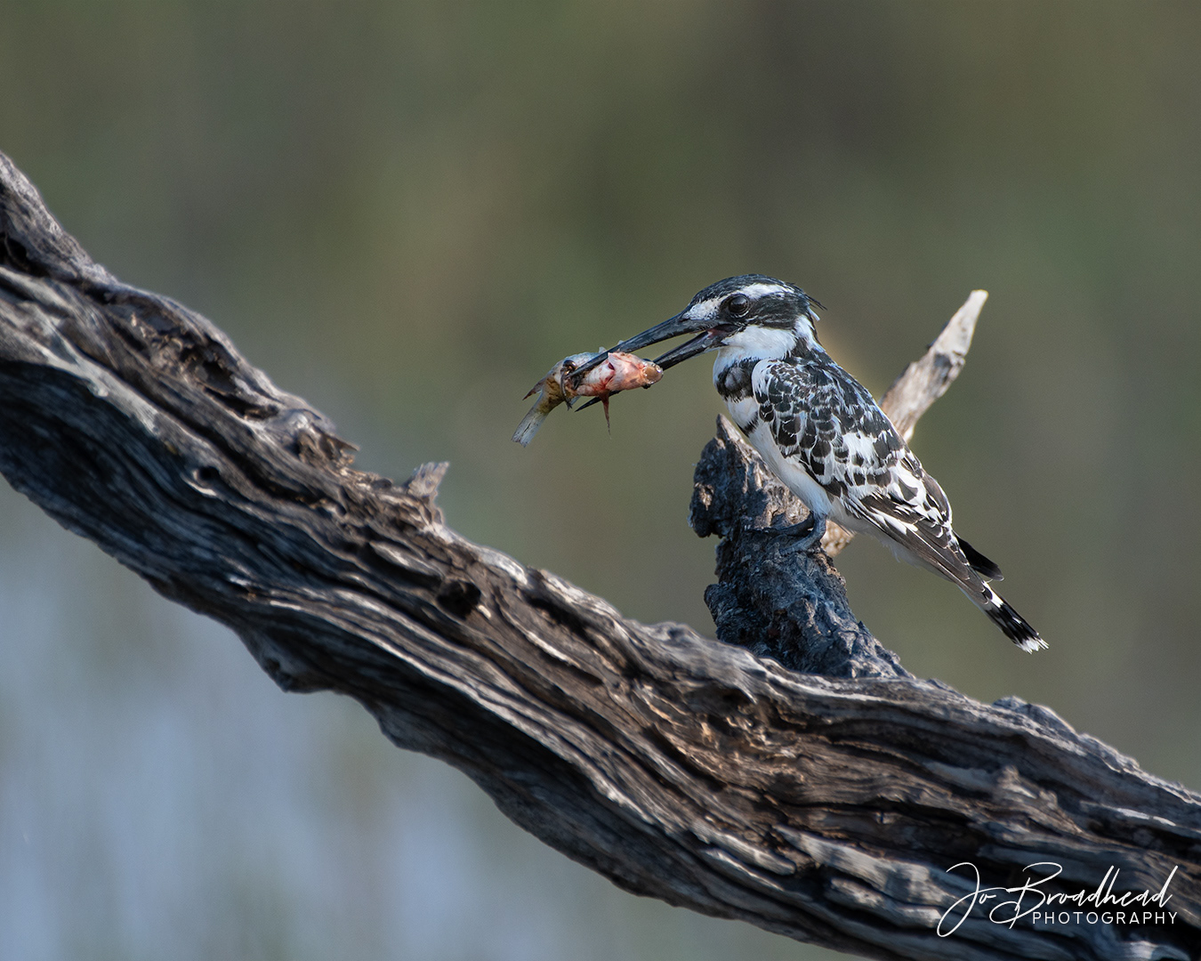 Pied Kingfisher - Botswana
