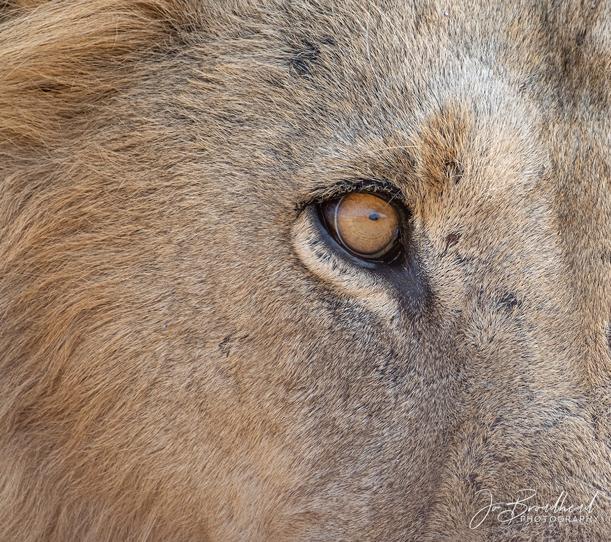 Lion Face - Botswana