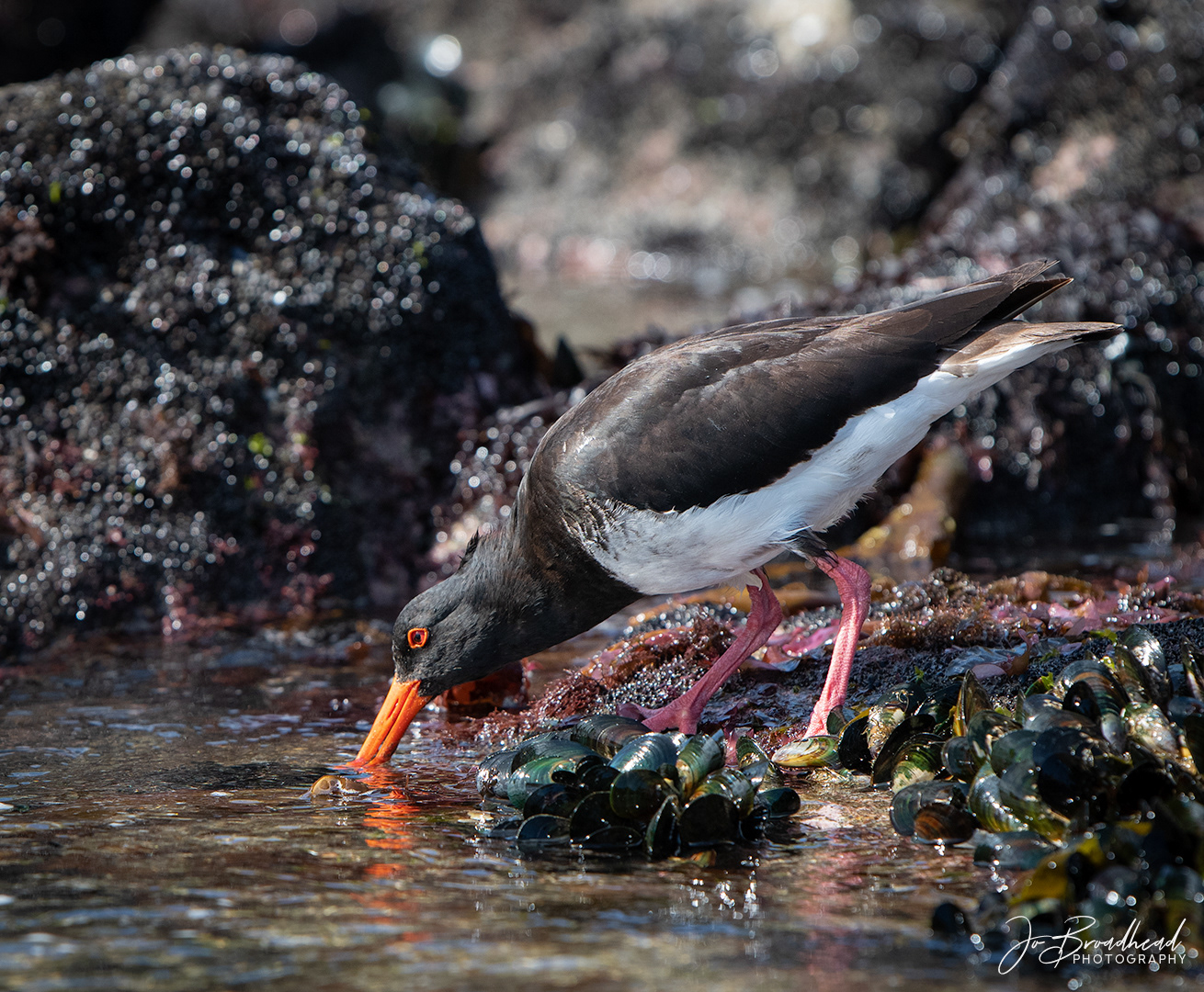 Oystercatcher - Muriwai, NZ