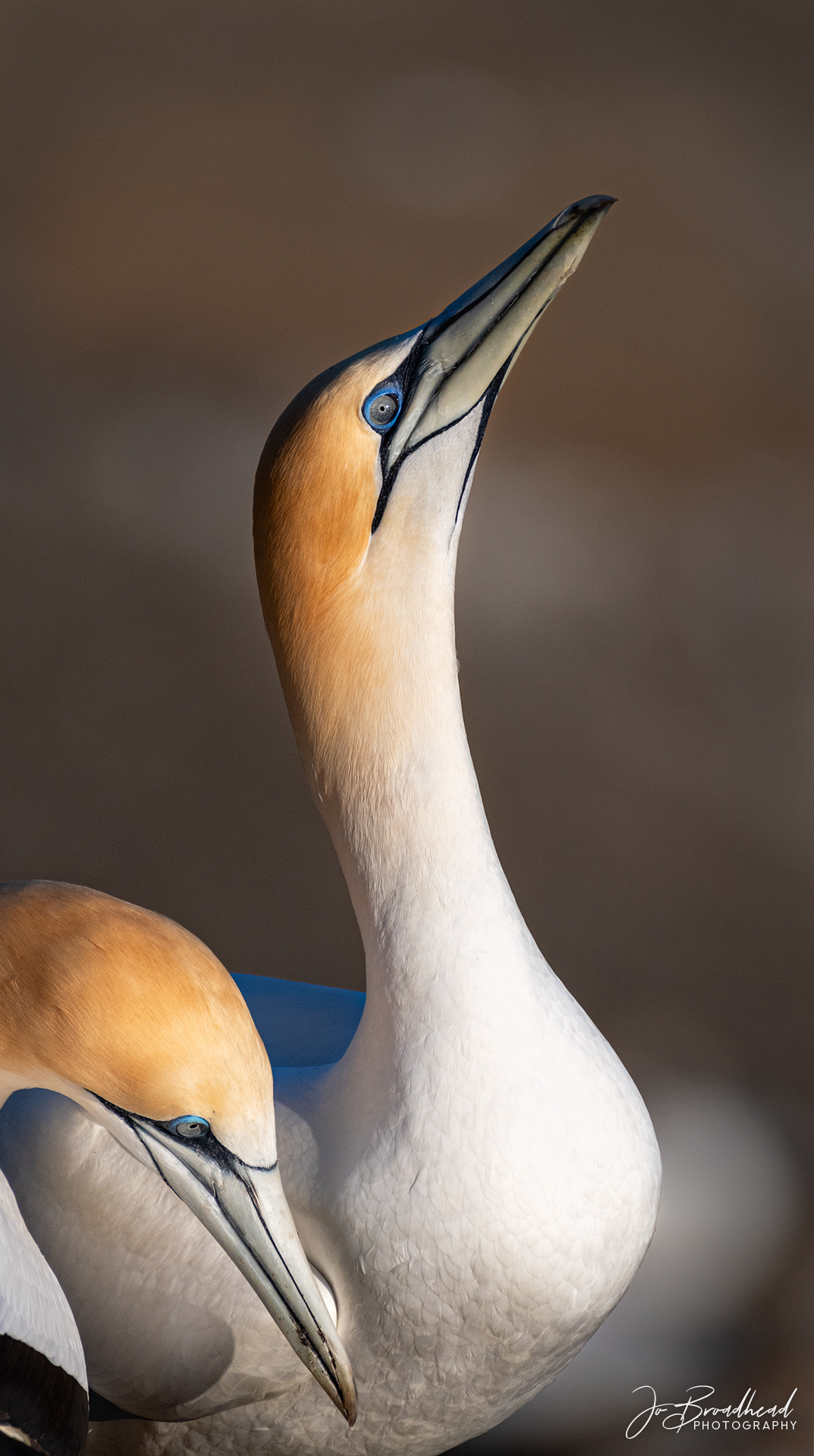 Gannet - Muriwai, NZ