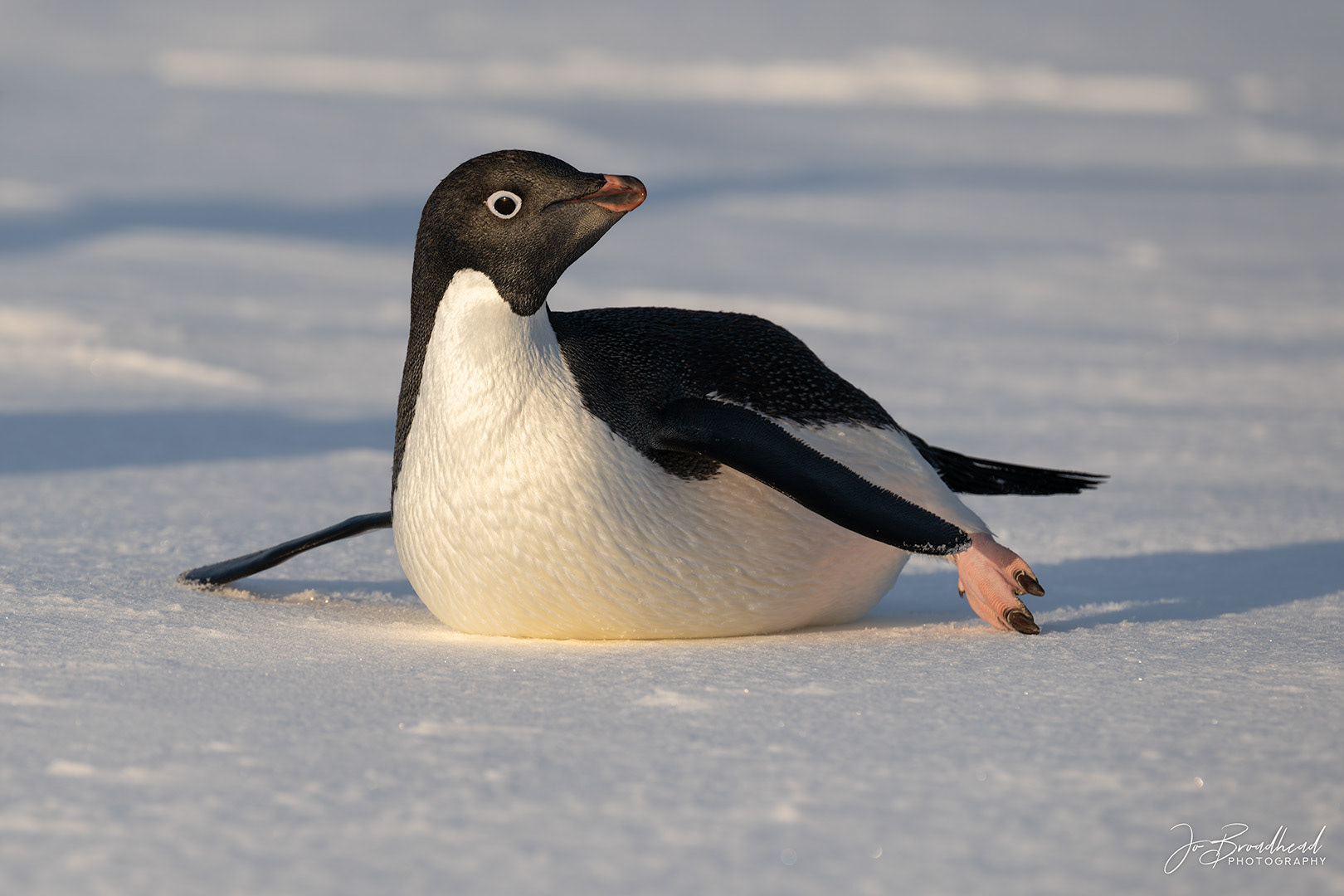 Adélie penguin on Ice