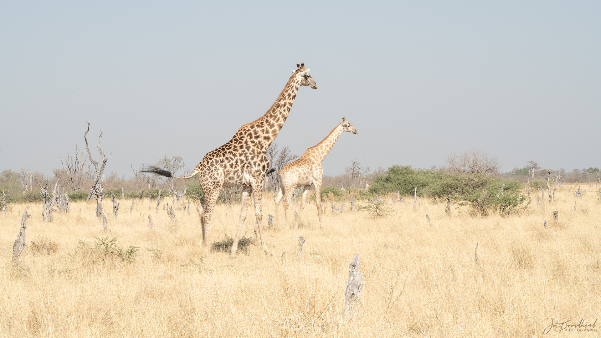 Grasslands - Botswana