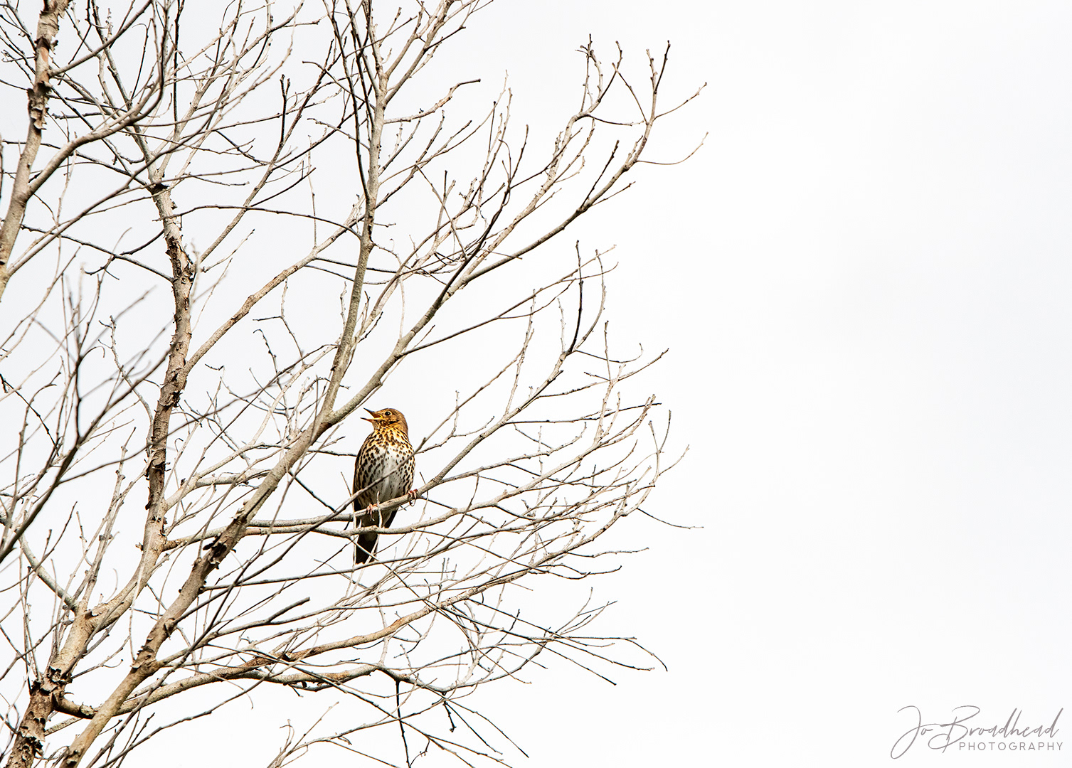 Song Thrush - Auckland, NZ