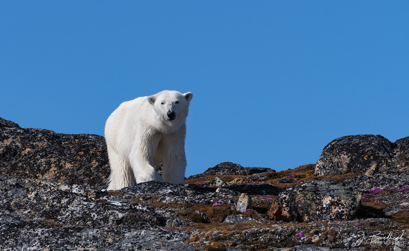 Polar Bear Looming - Svalbard