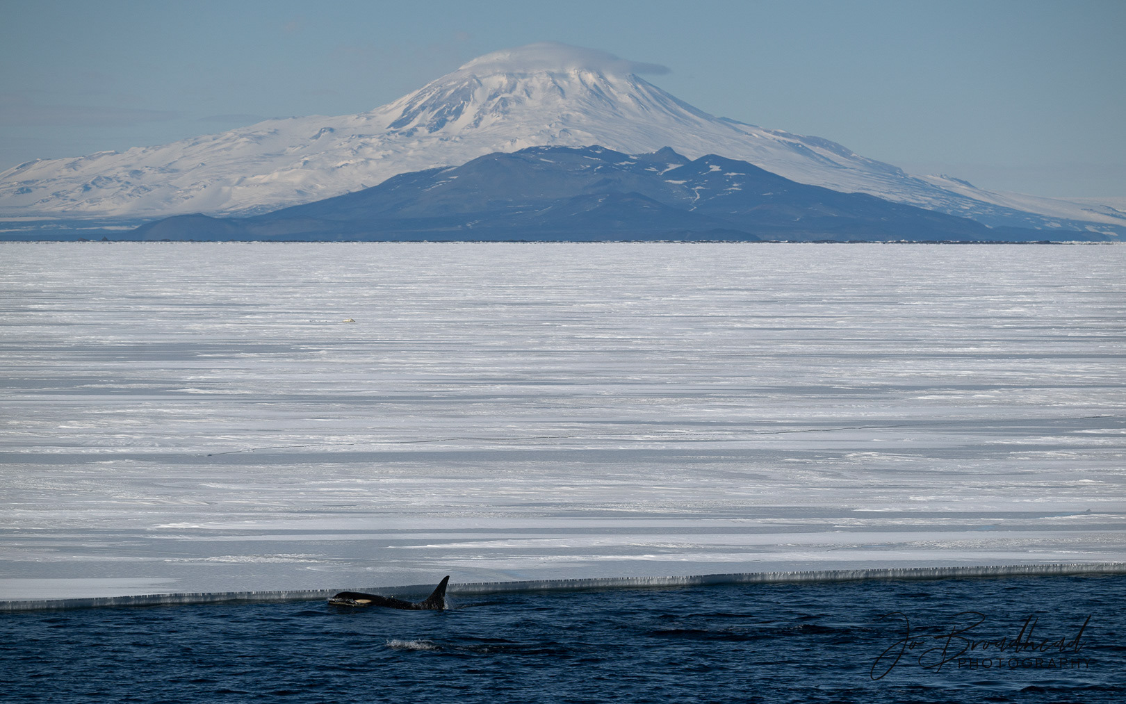 Orcas & Mt Discovery