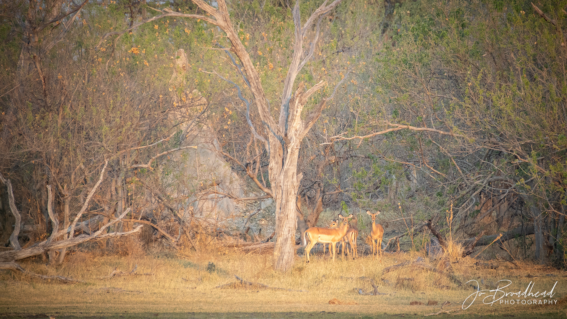 Impala & the Enchanted Forest - Botswana