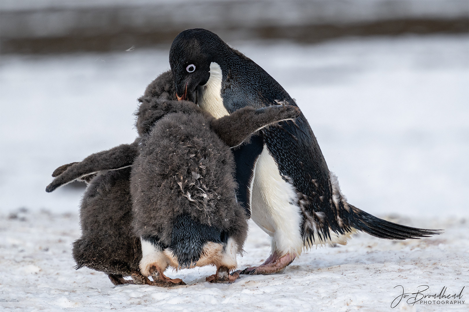 Comical Adélie penguin chicks