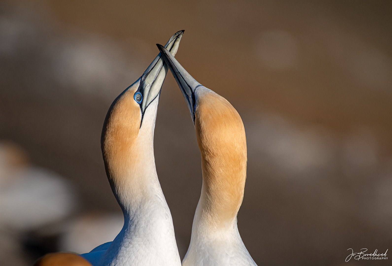 Gannet Courtship - Muriwai, NZ