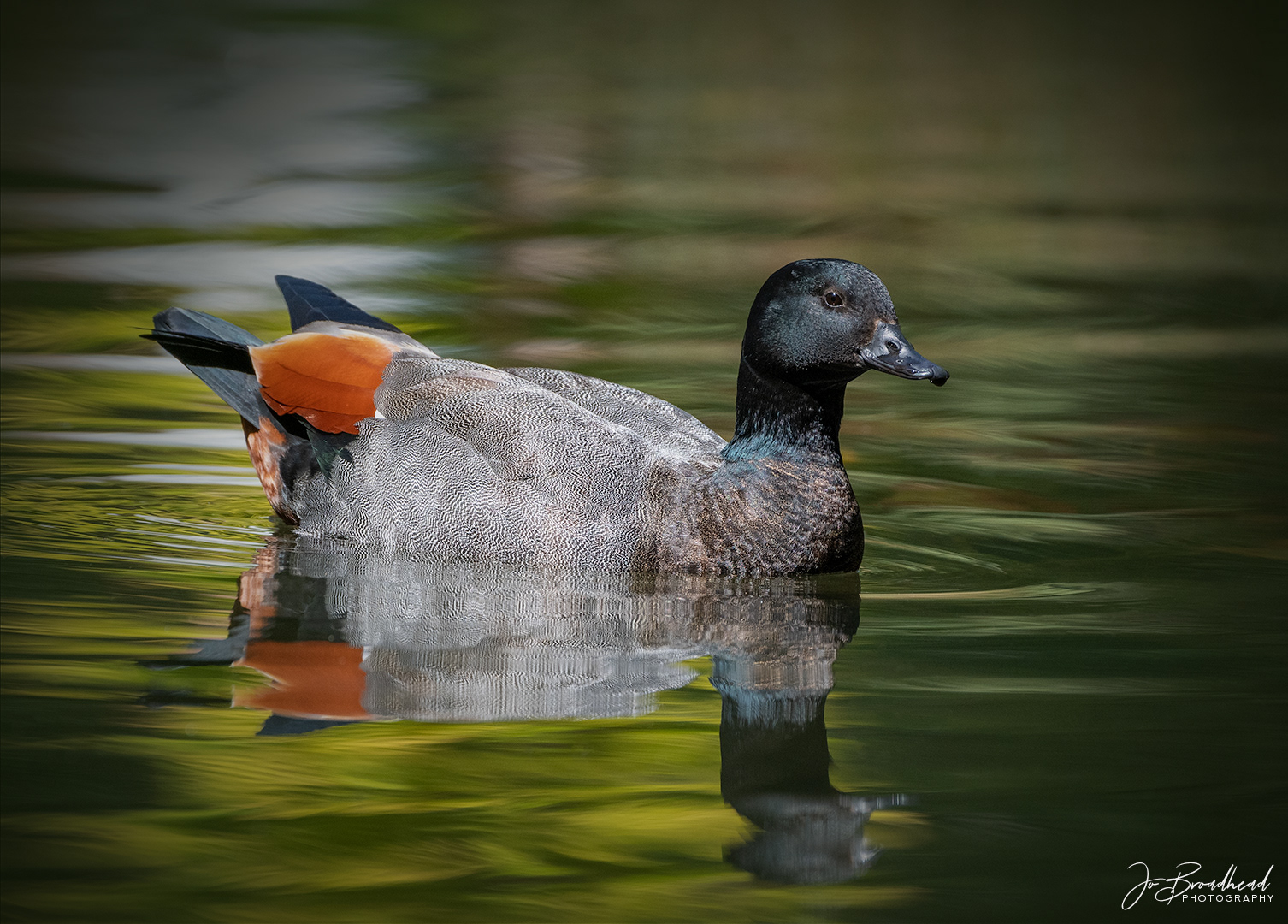 Male Paradise Duck - Central Otago, NZ