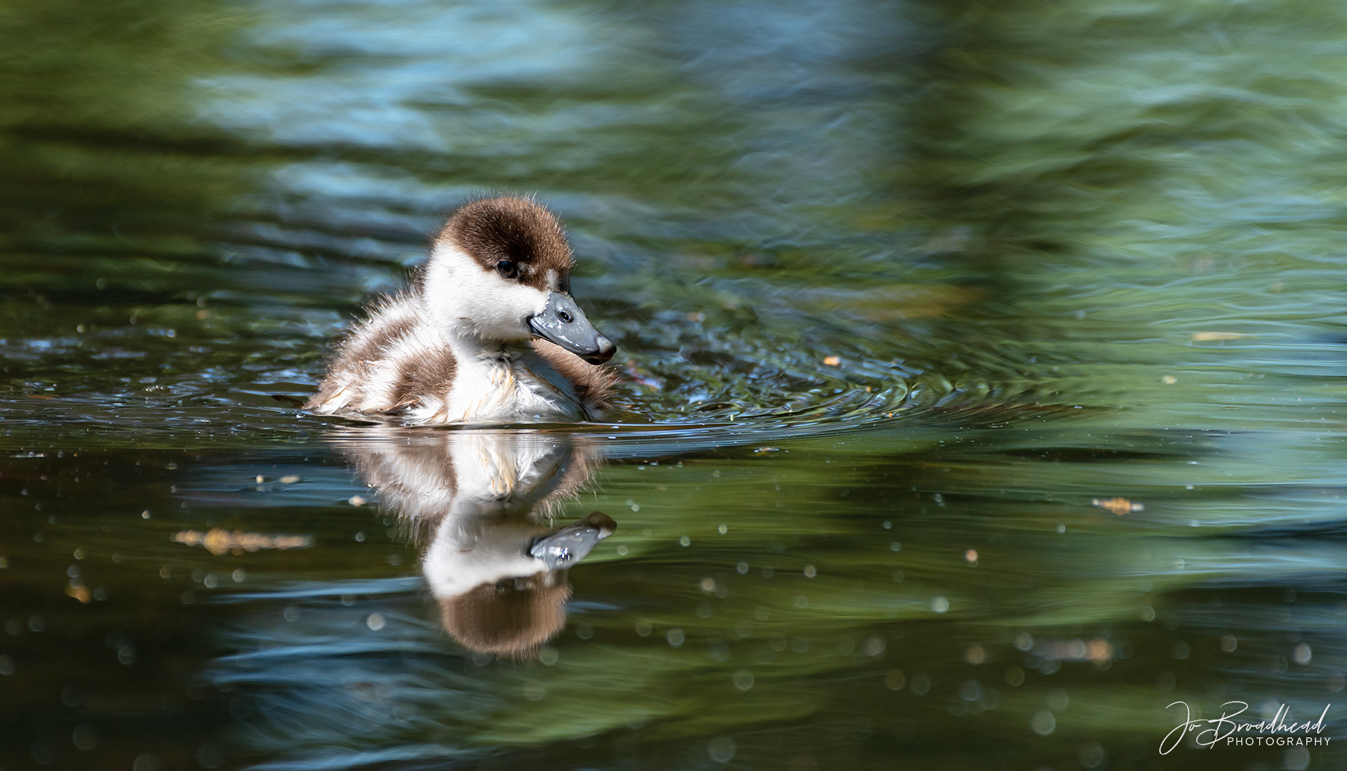 Paradise Duckling - Central Otago, NZ