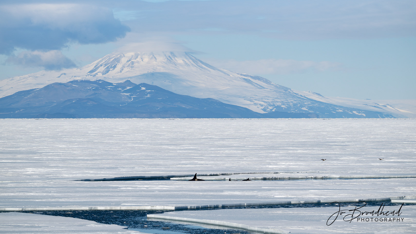 Orcas in Channel by Mt Discovery