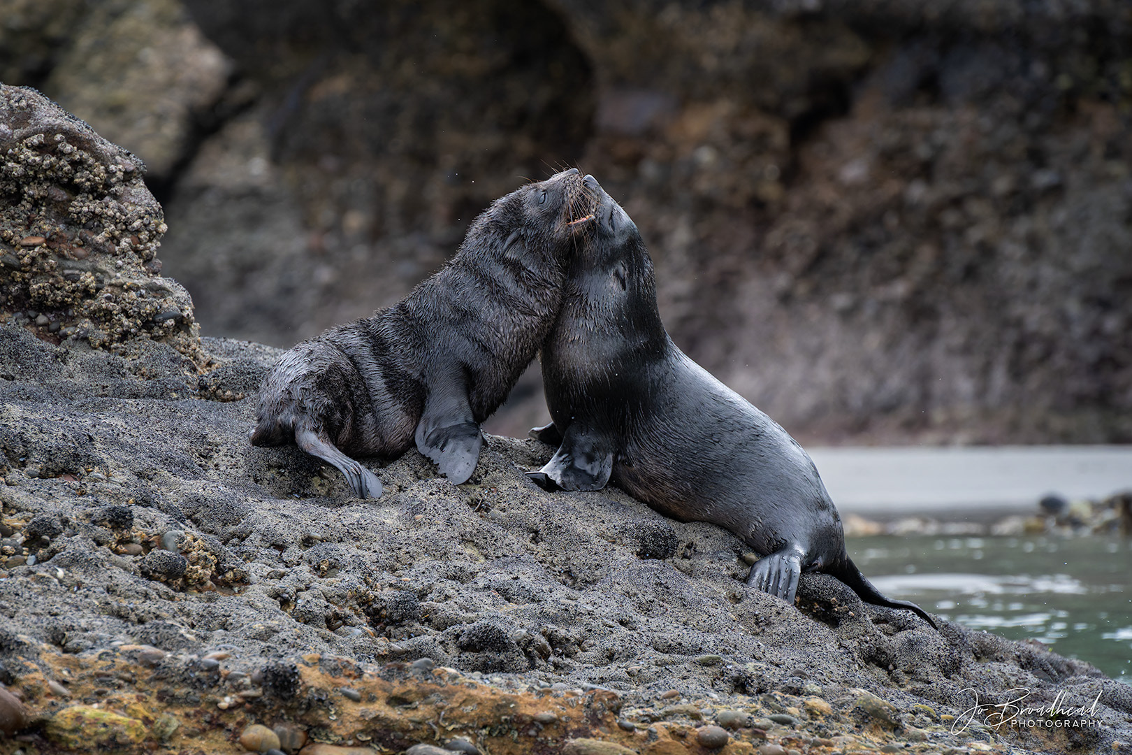 Fur Seal Pups play fighting