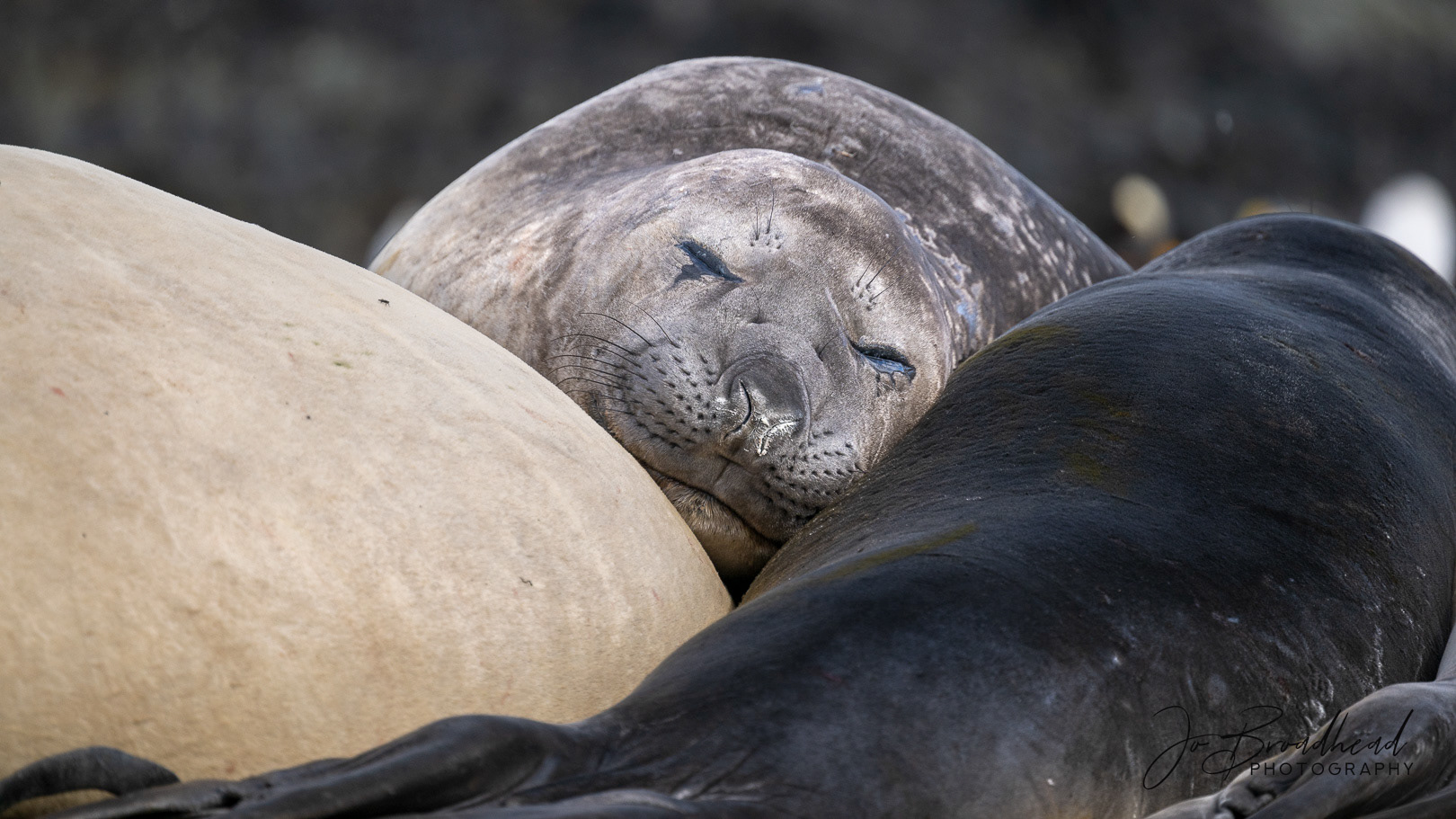 Elephant Seals