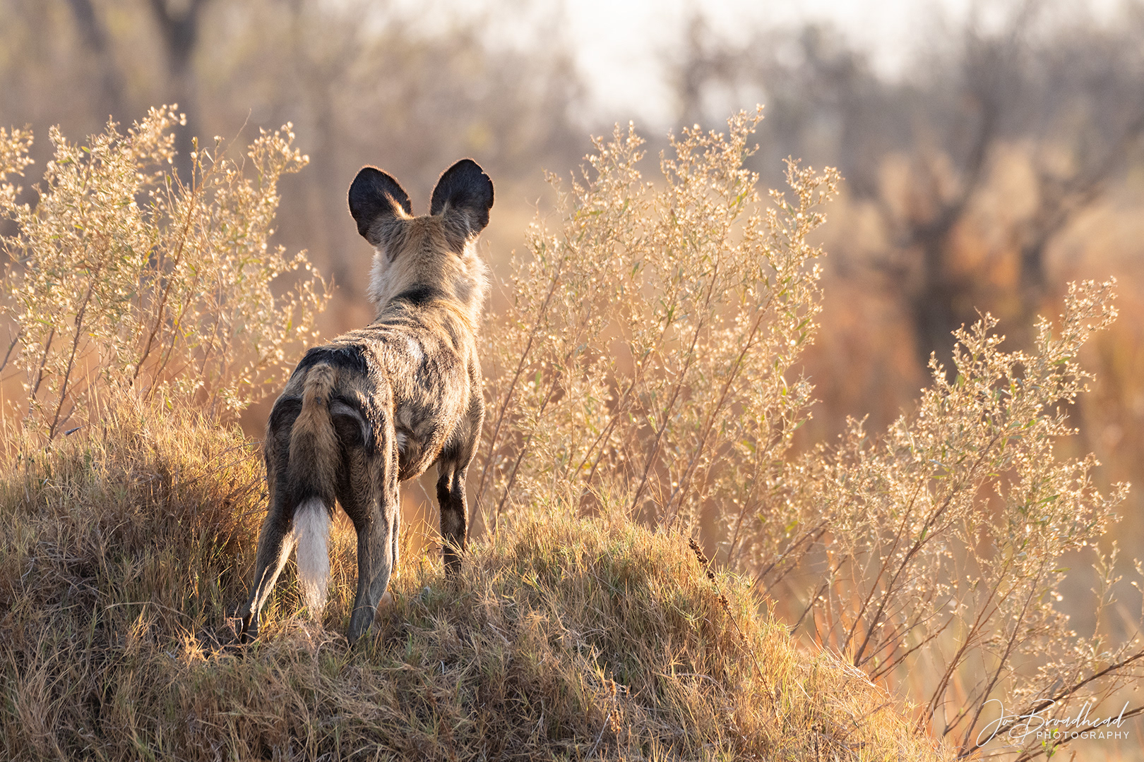 African Wild Dog, Pup on Patrol - Botswana