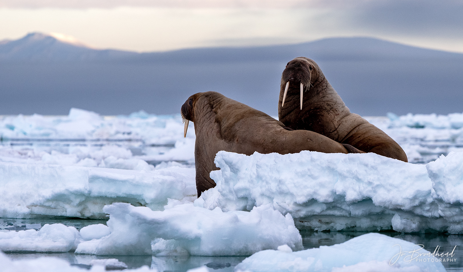Walruses