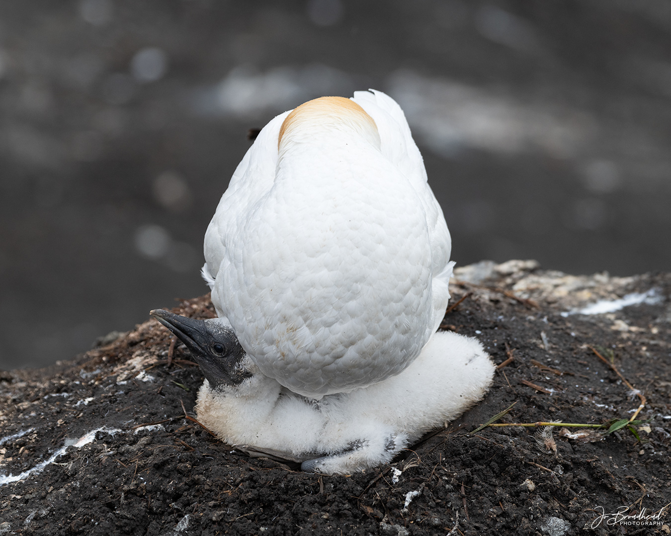 Growing out of the Nest - Muriwai, NZ