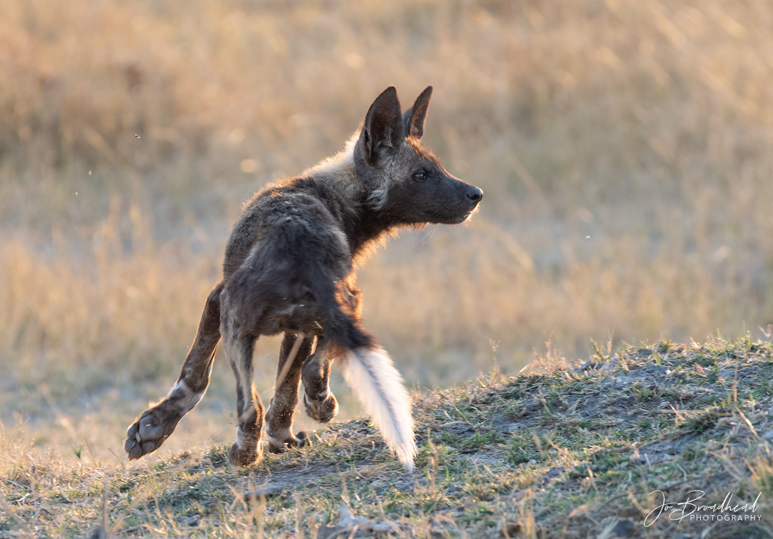 Wild Dog on the Run