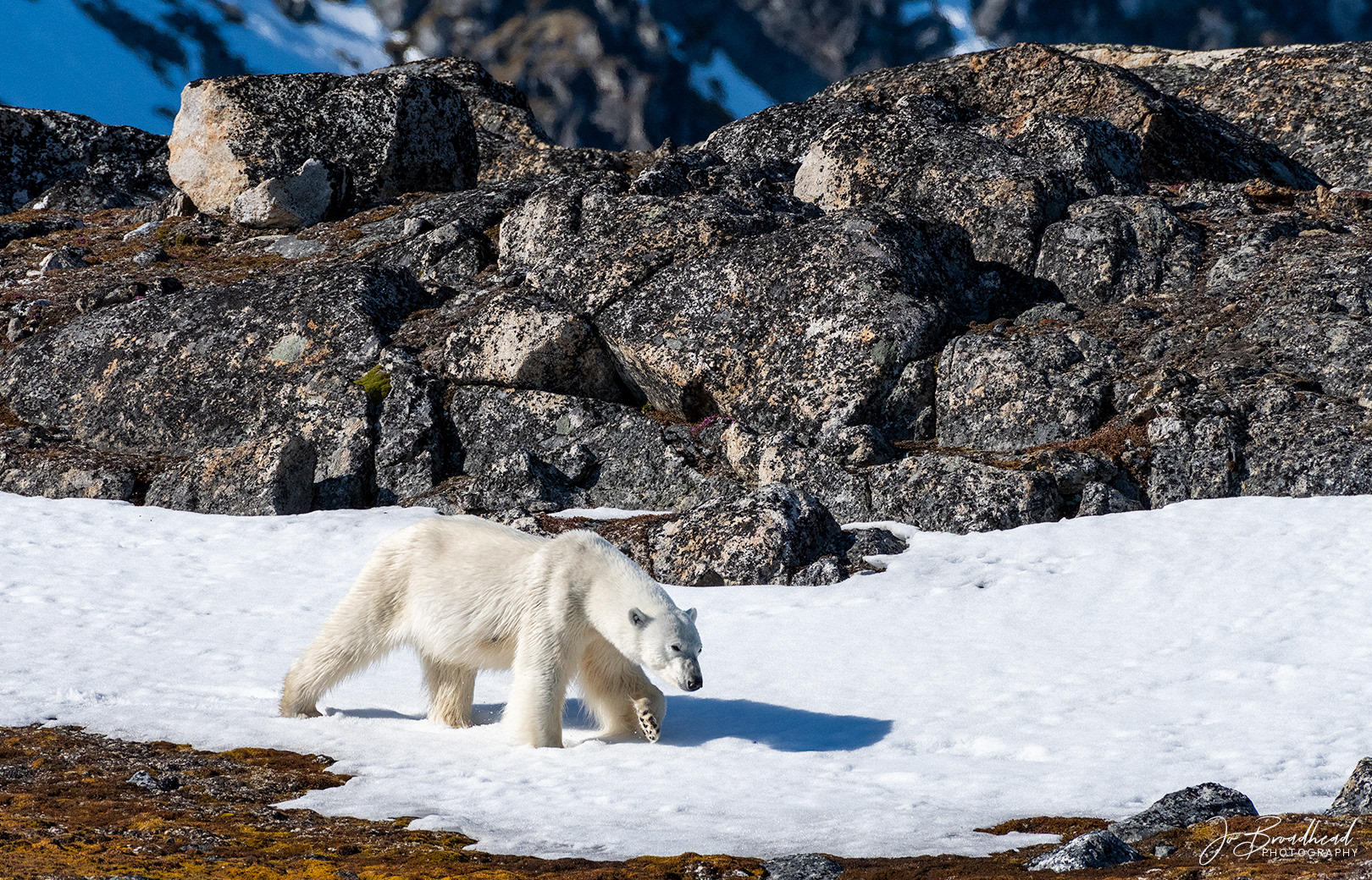 Polar Bear - Svalbard