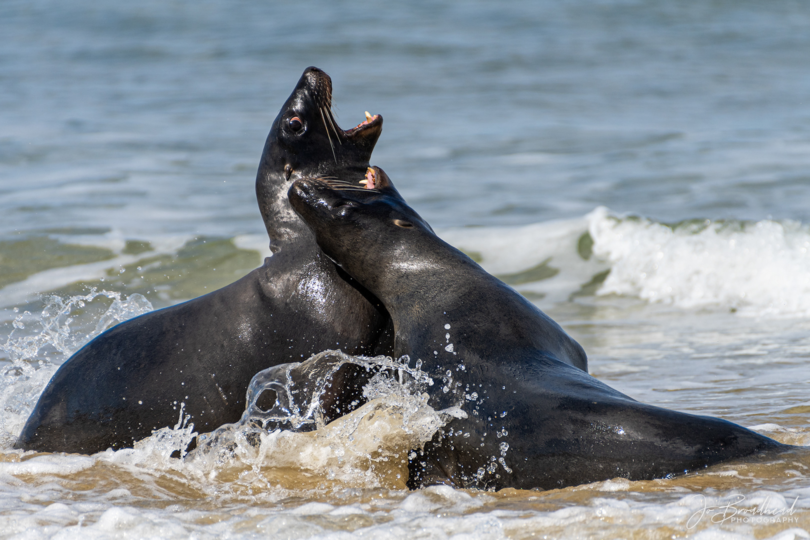 New Zealand Sea Lions - Catlins, NZ
