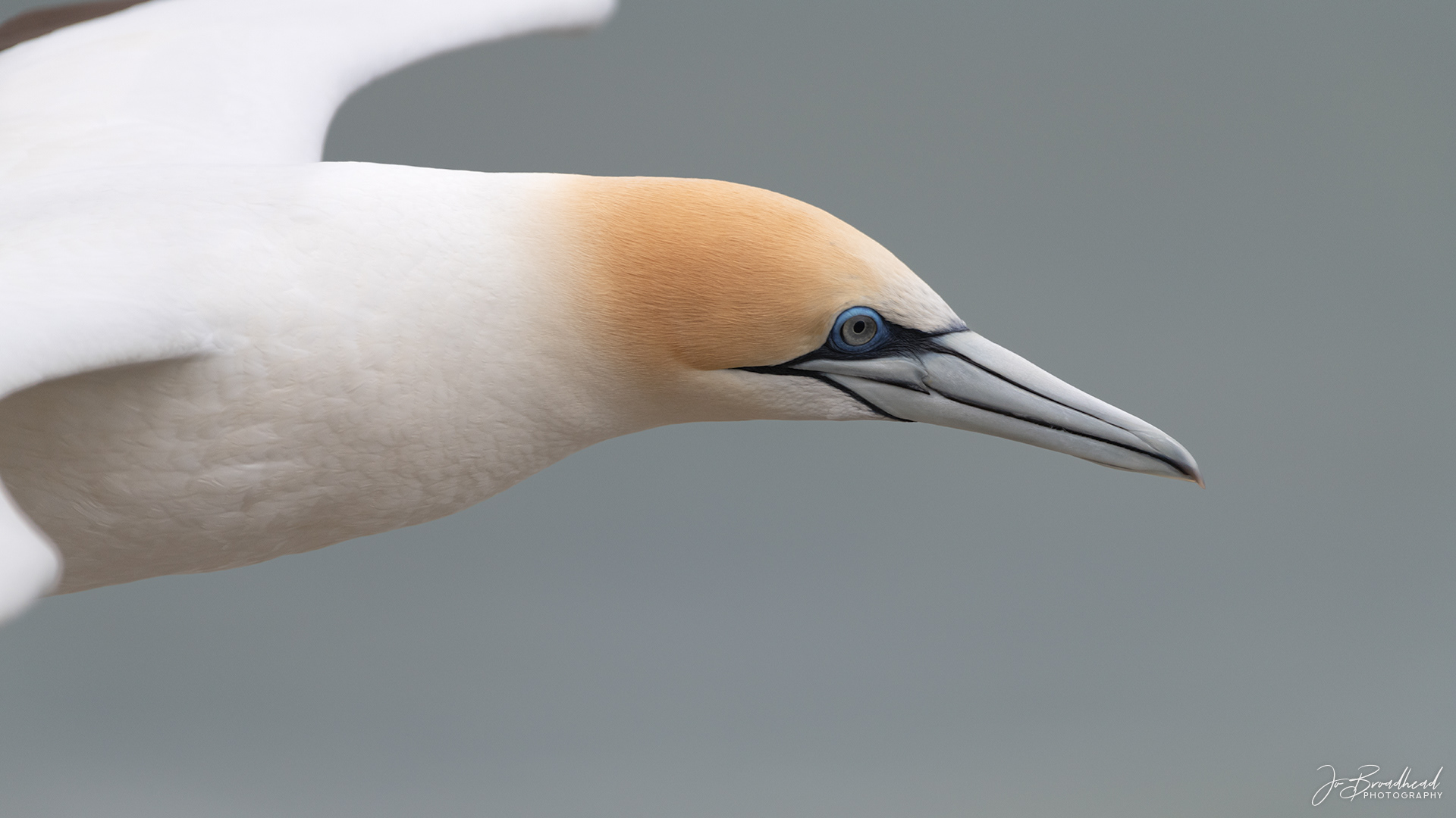 Gannet Portrait in Flight - Muriwai, NZ