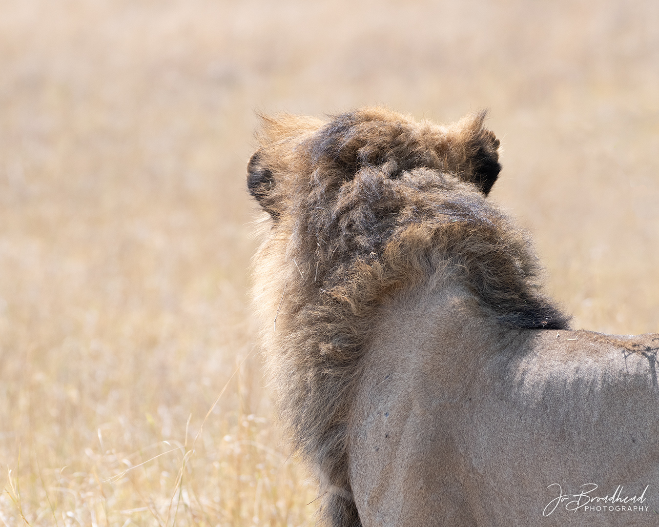 Male Lion on Watch - Botswana
