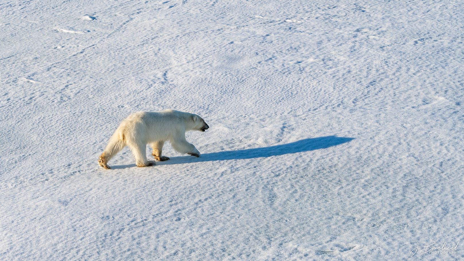 Long Shadows - Svalbard