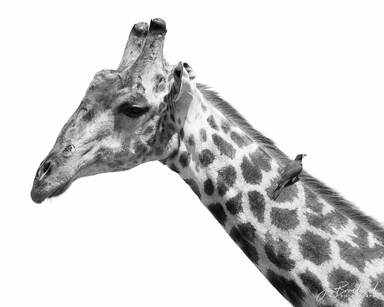 Giraffe - Botswana