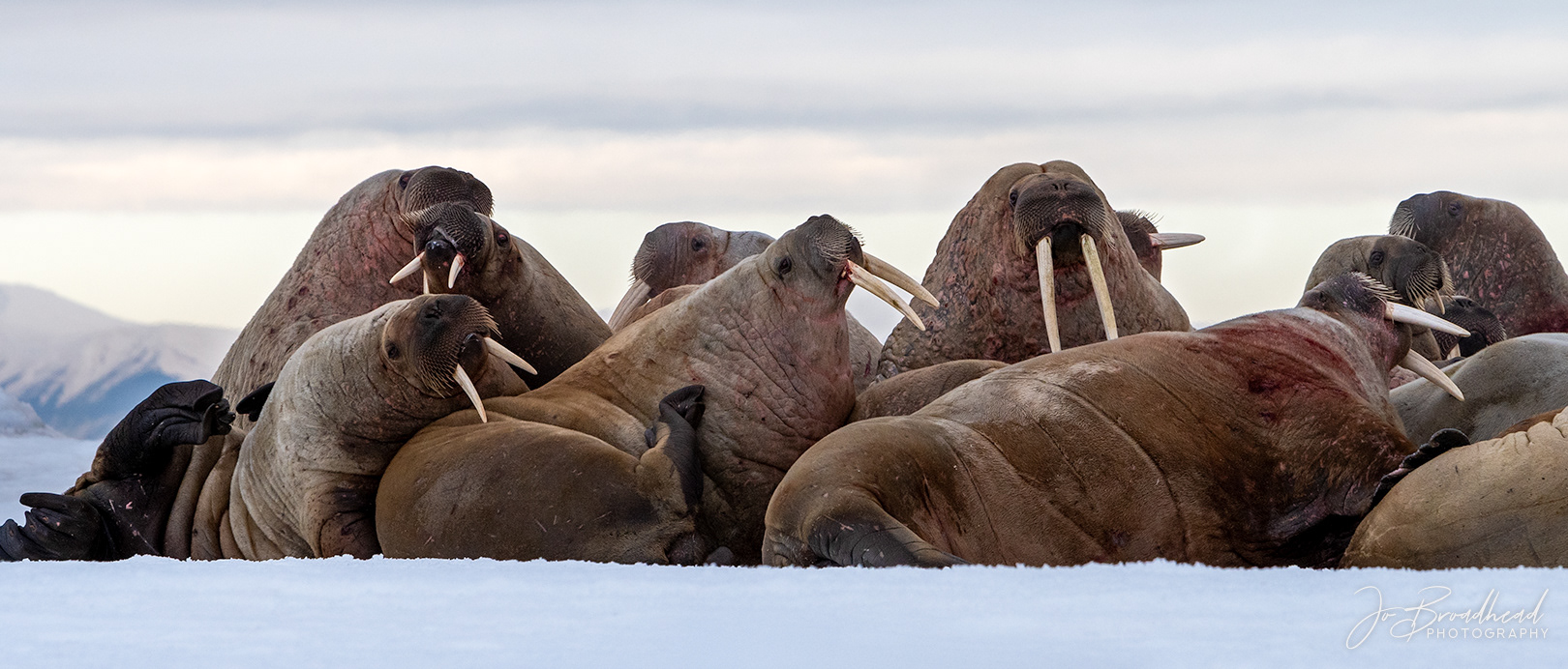 Walruss Huddle - Svalbard