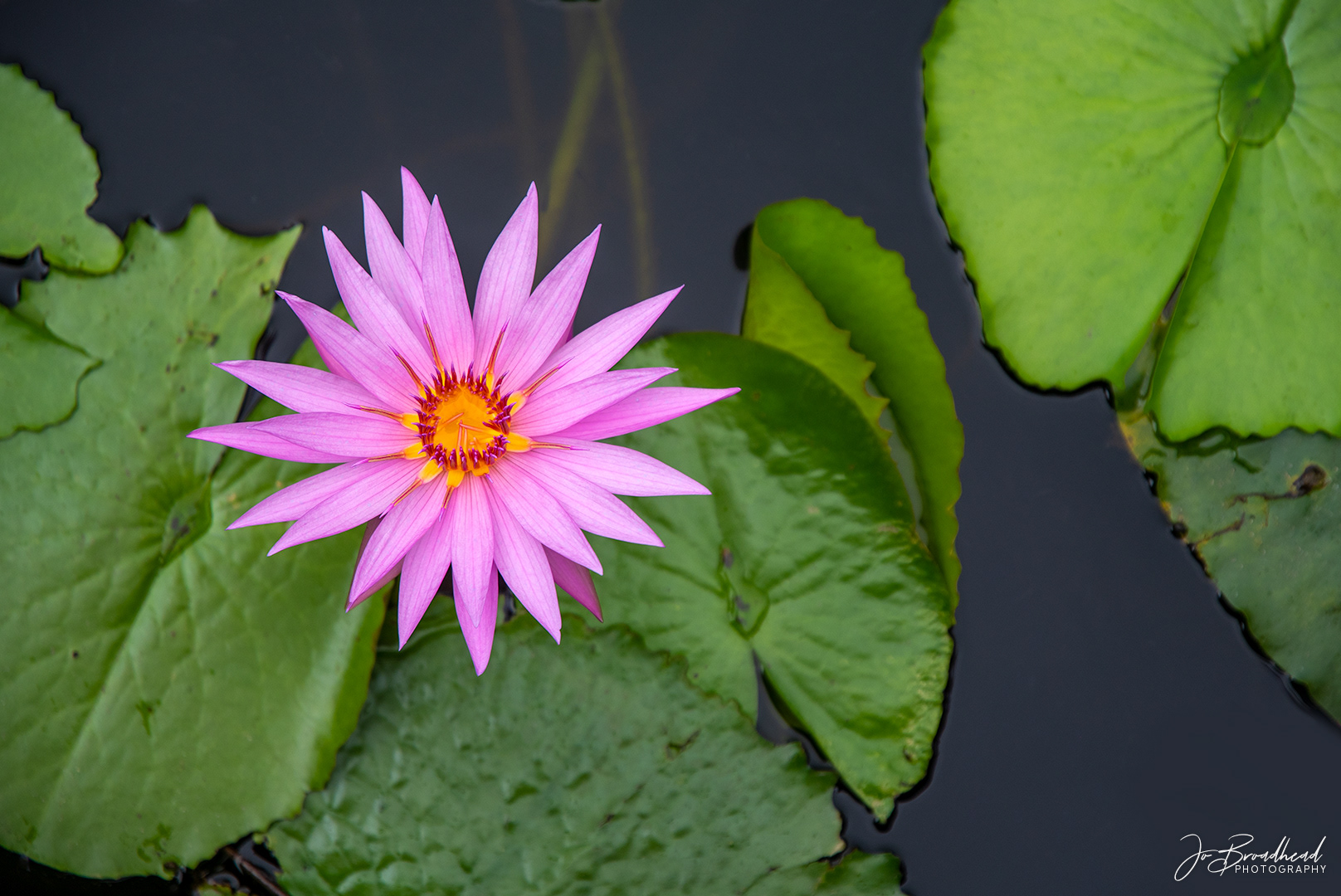 Waterlily - NZ