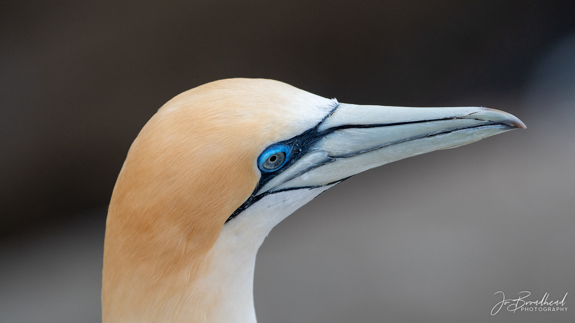 Portrait - Muriwai, NZ