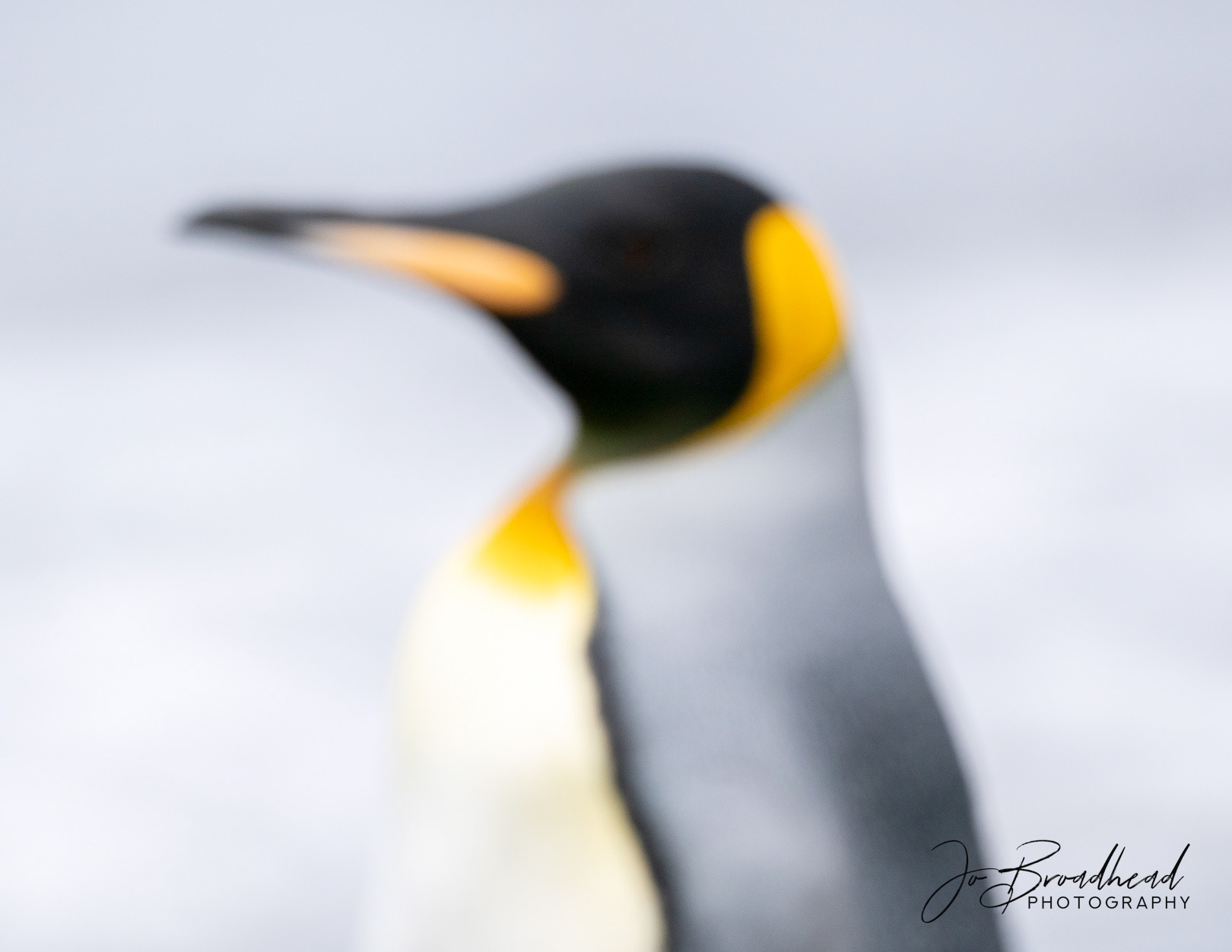 Abstract Royal Penguin