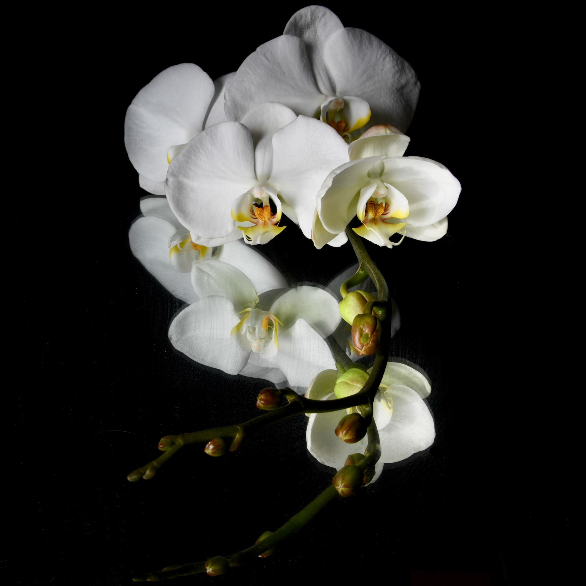 Orchidacea