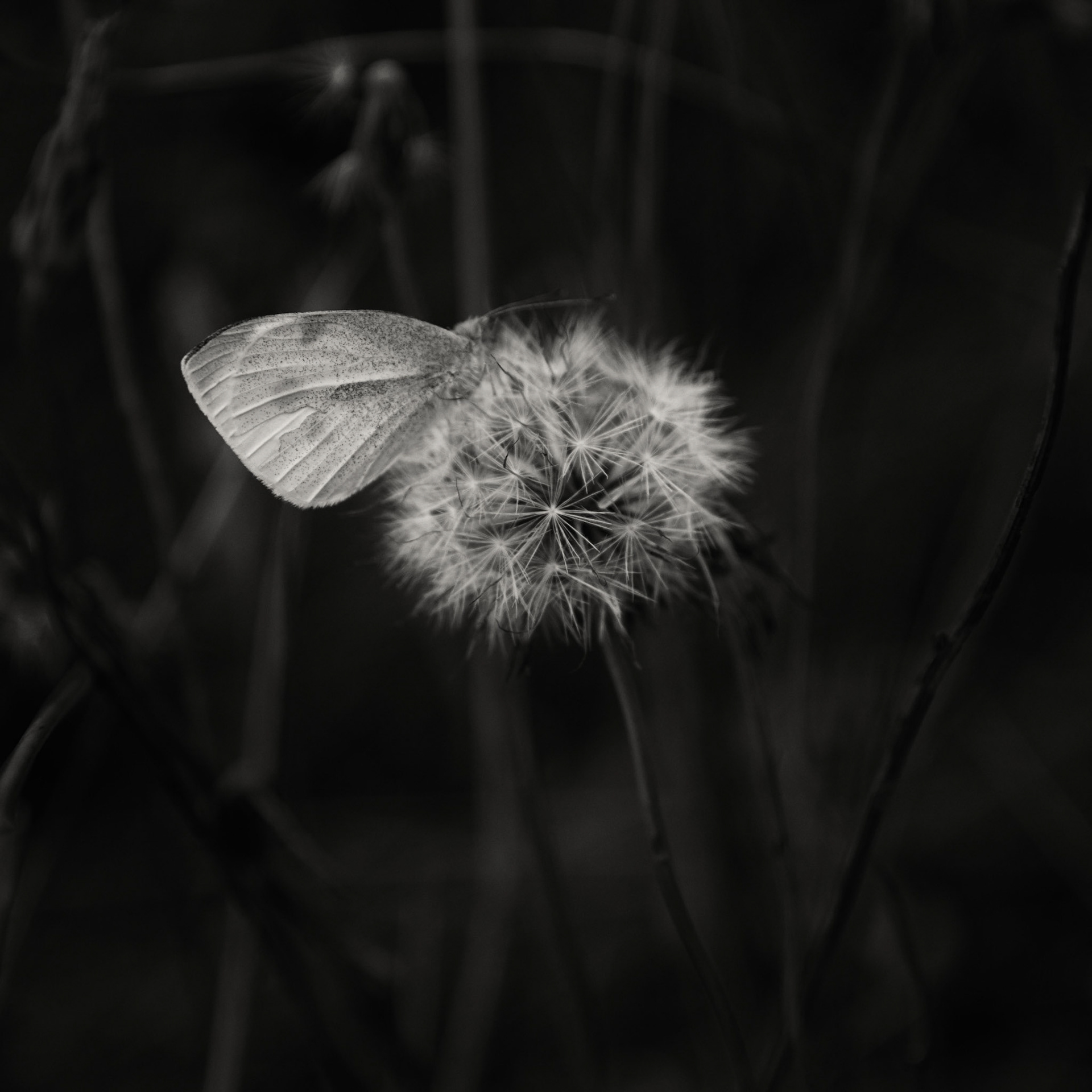 Wish