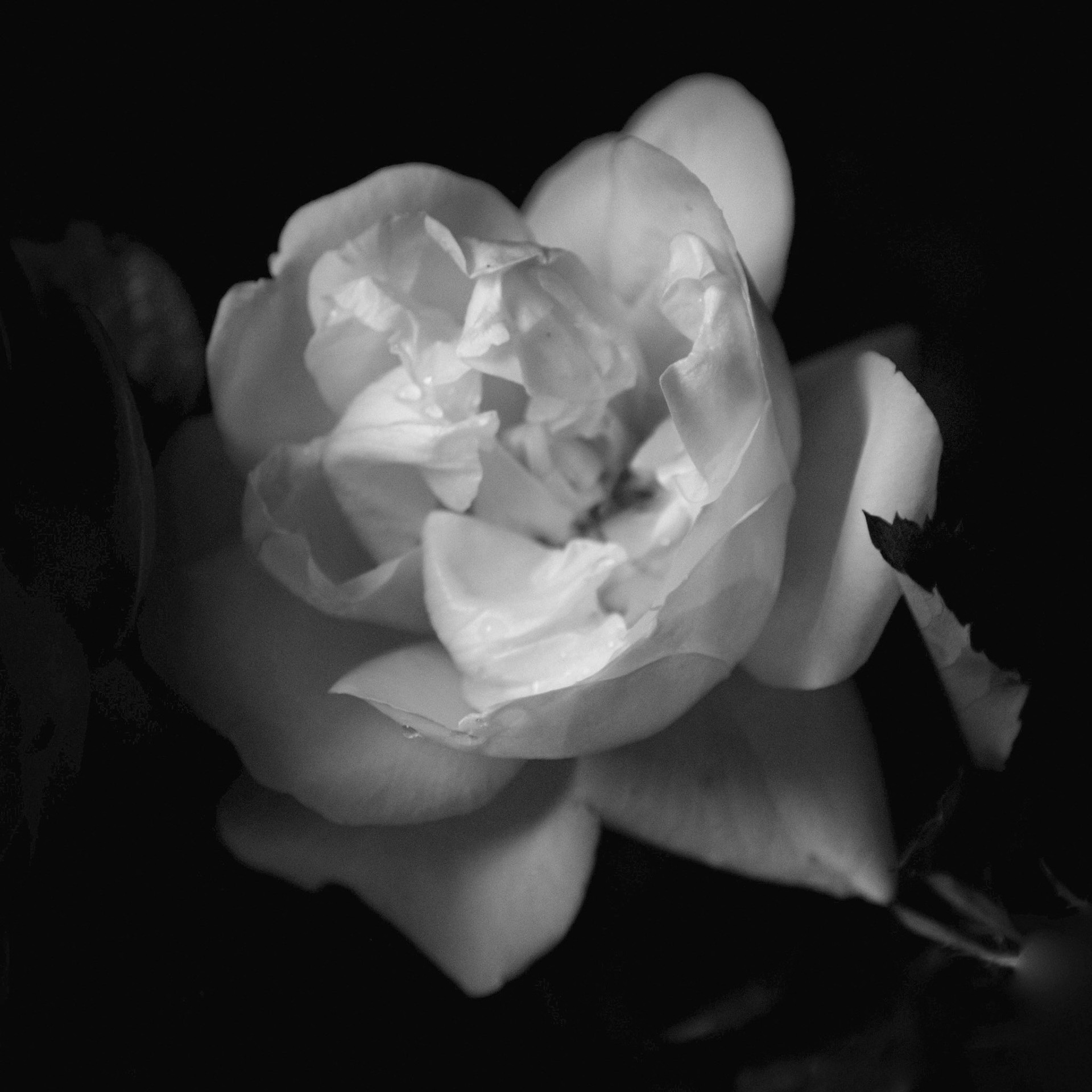 Rosea VIII