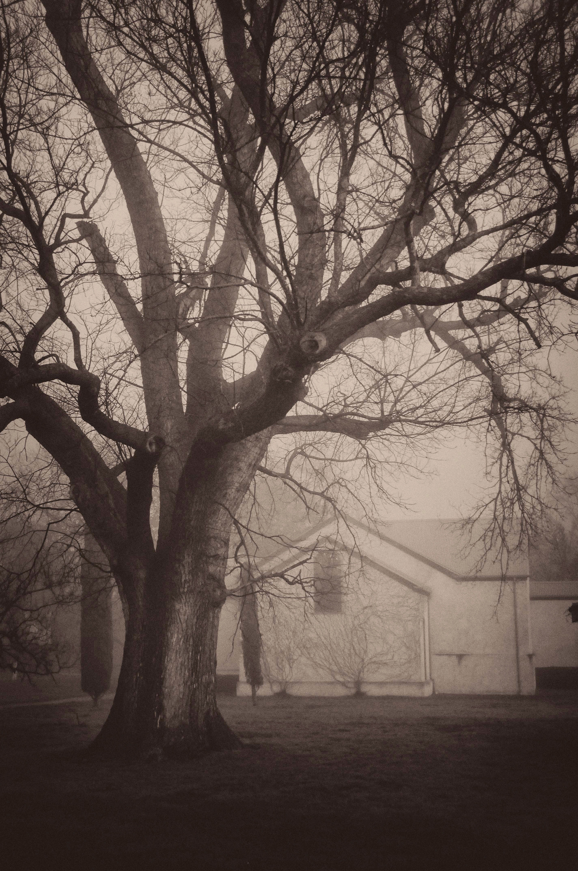 Fog