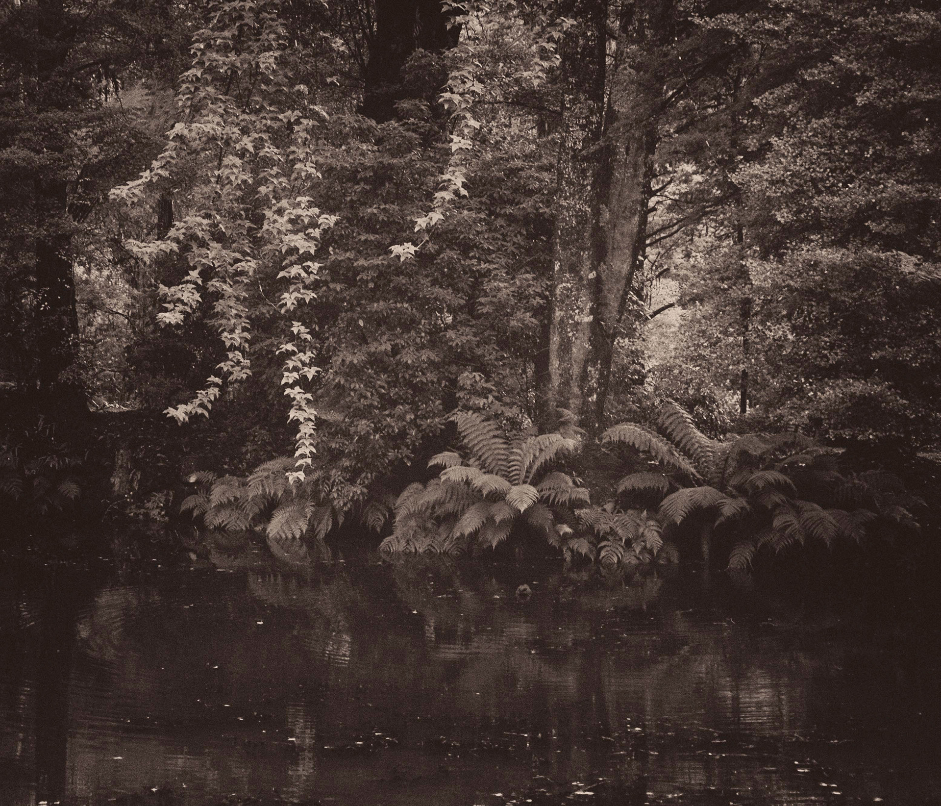 Understory