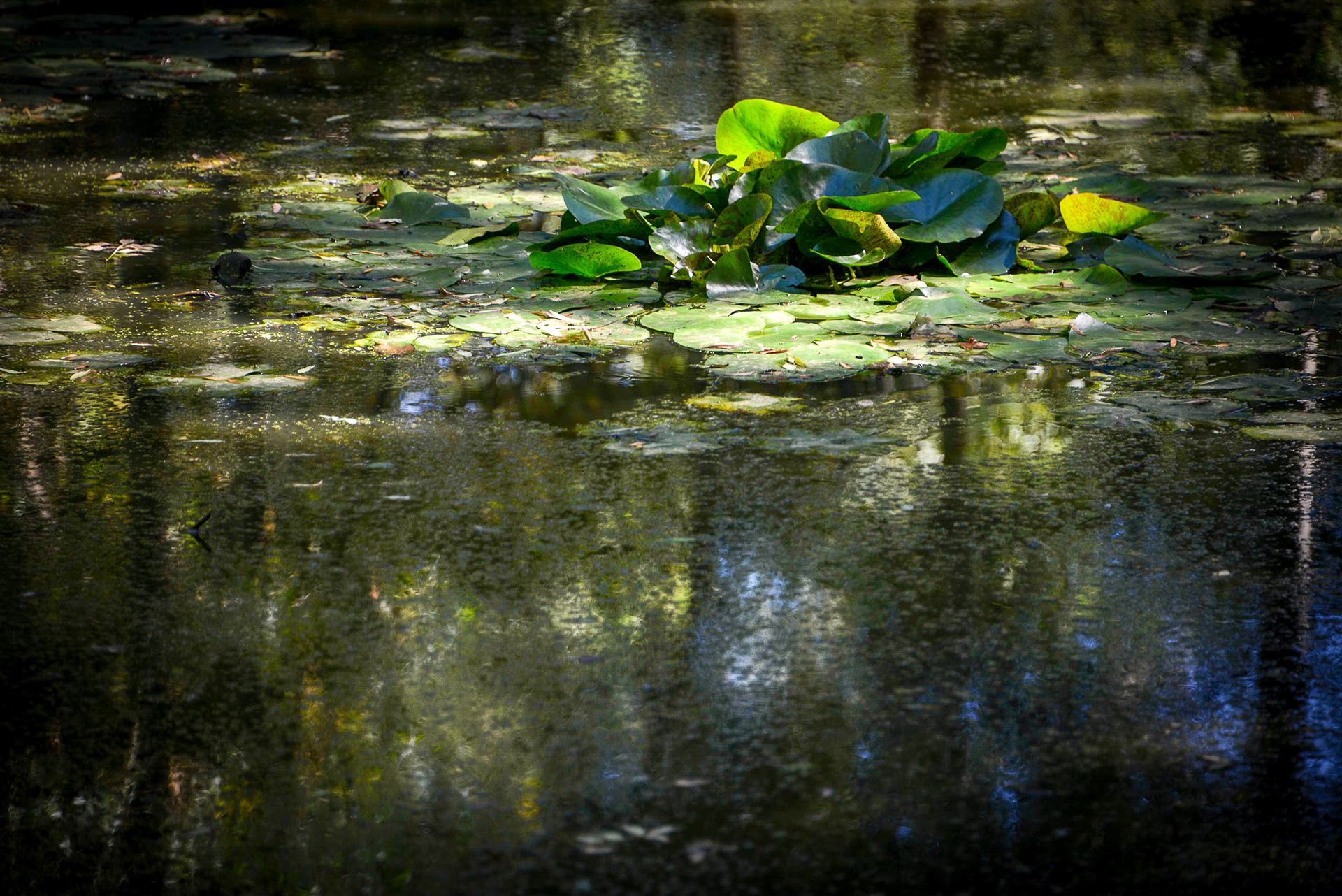 Waterlillies