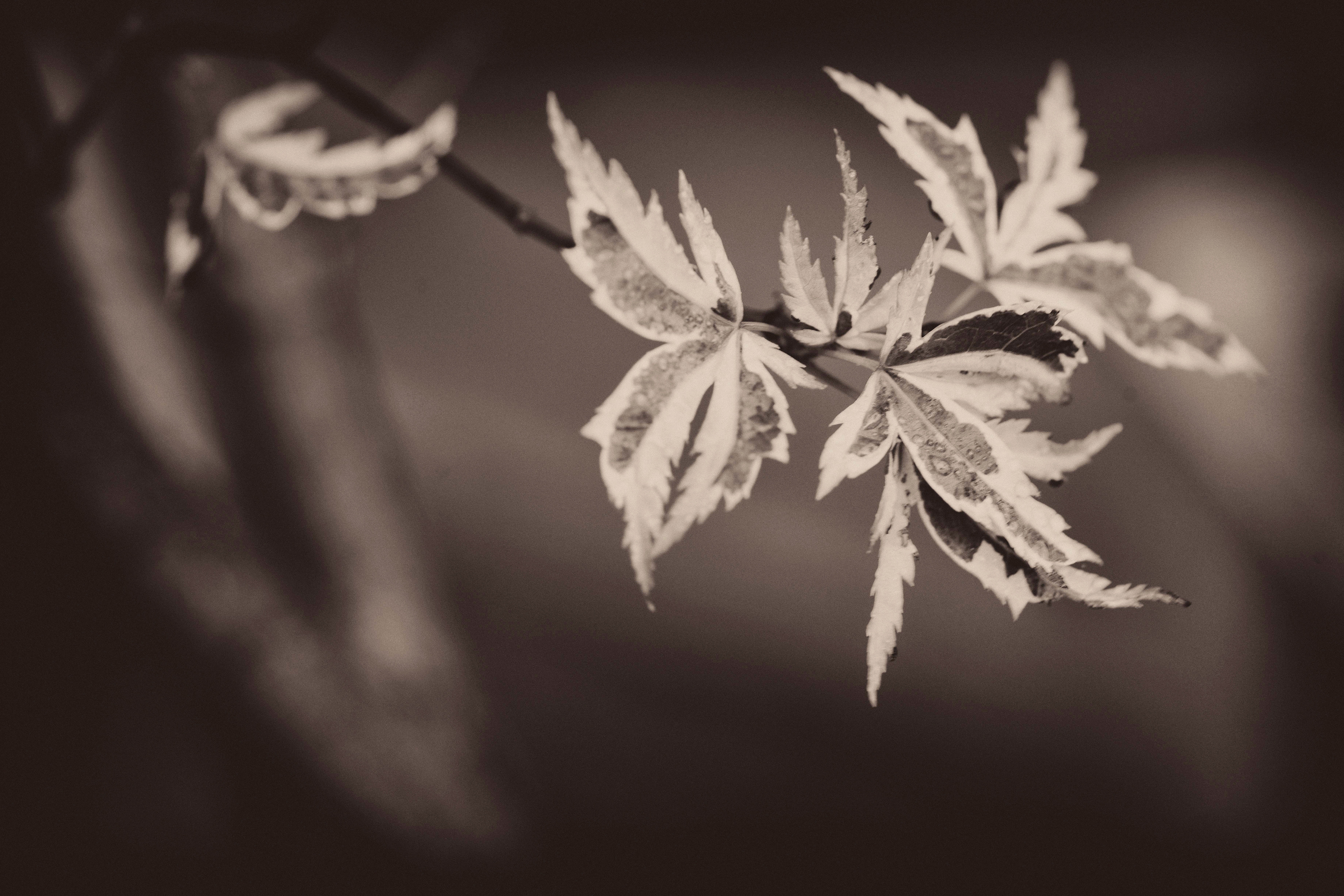 Acer Palmatum Butterfly