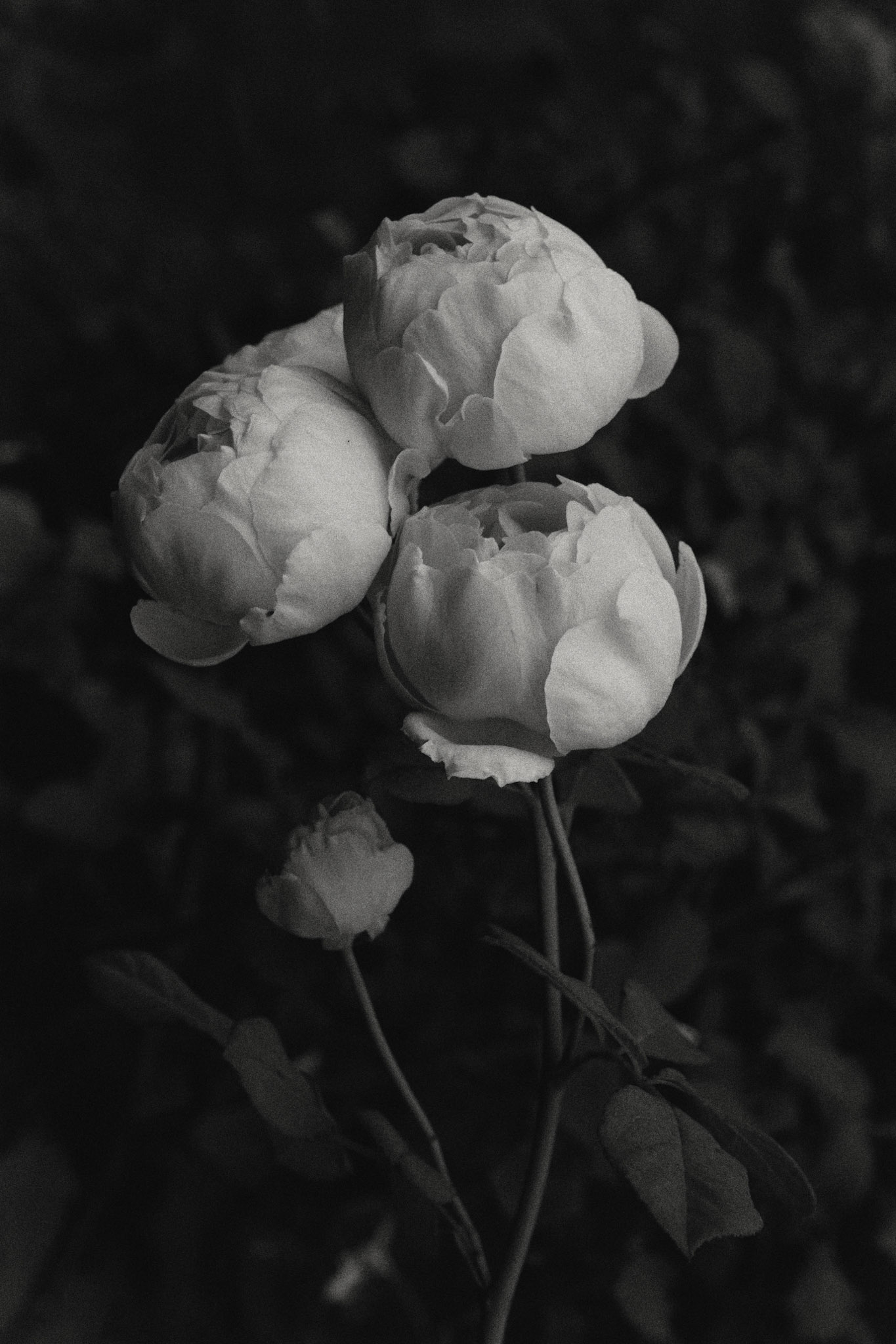 Rosea IX