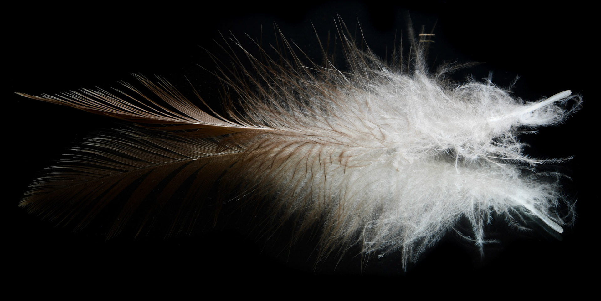 Pluma I