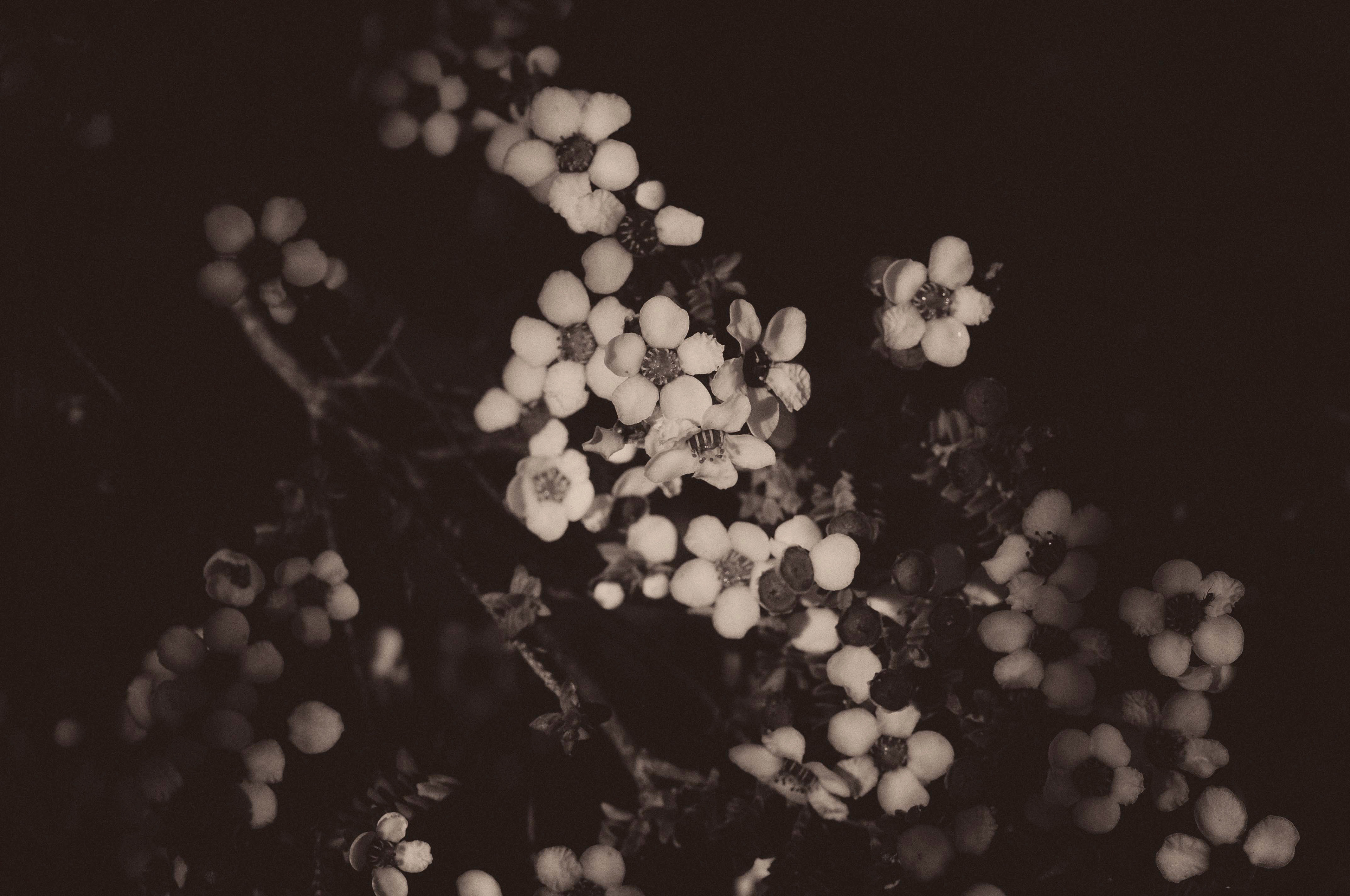 Leptospermum