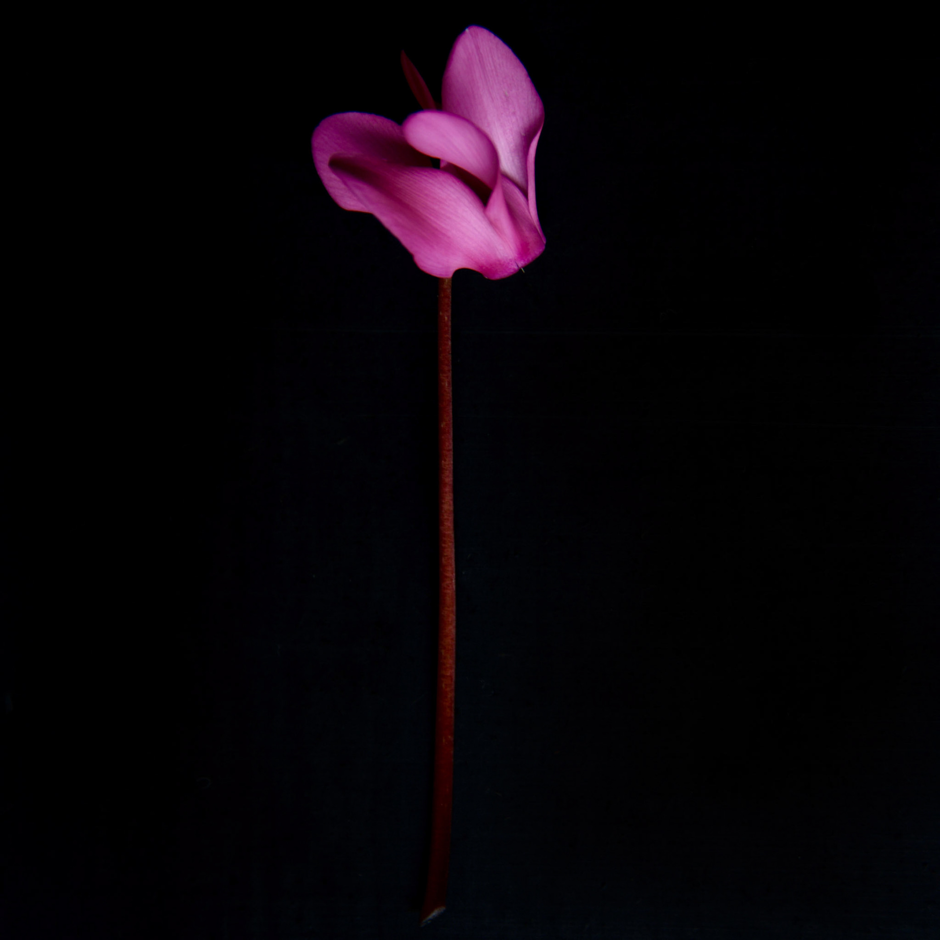 Cyclamen