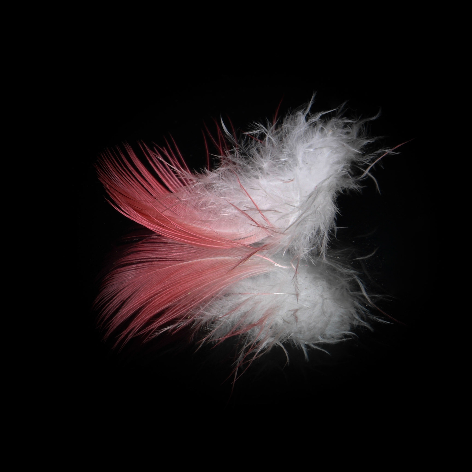 Pluma II
