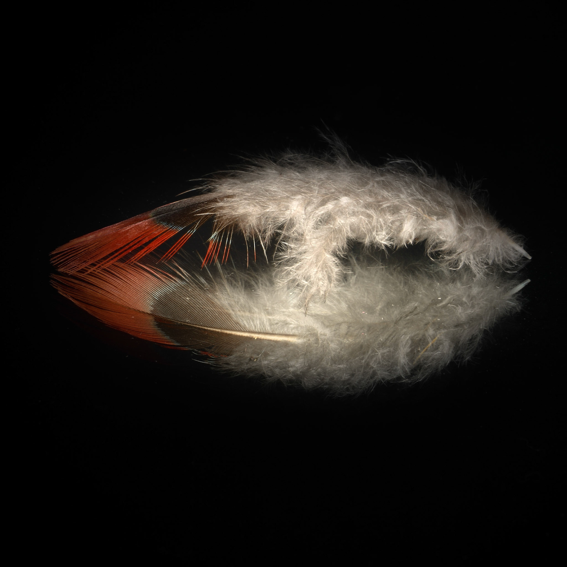 Platycercus